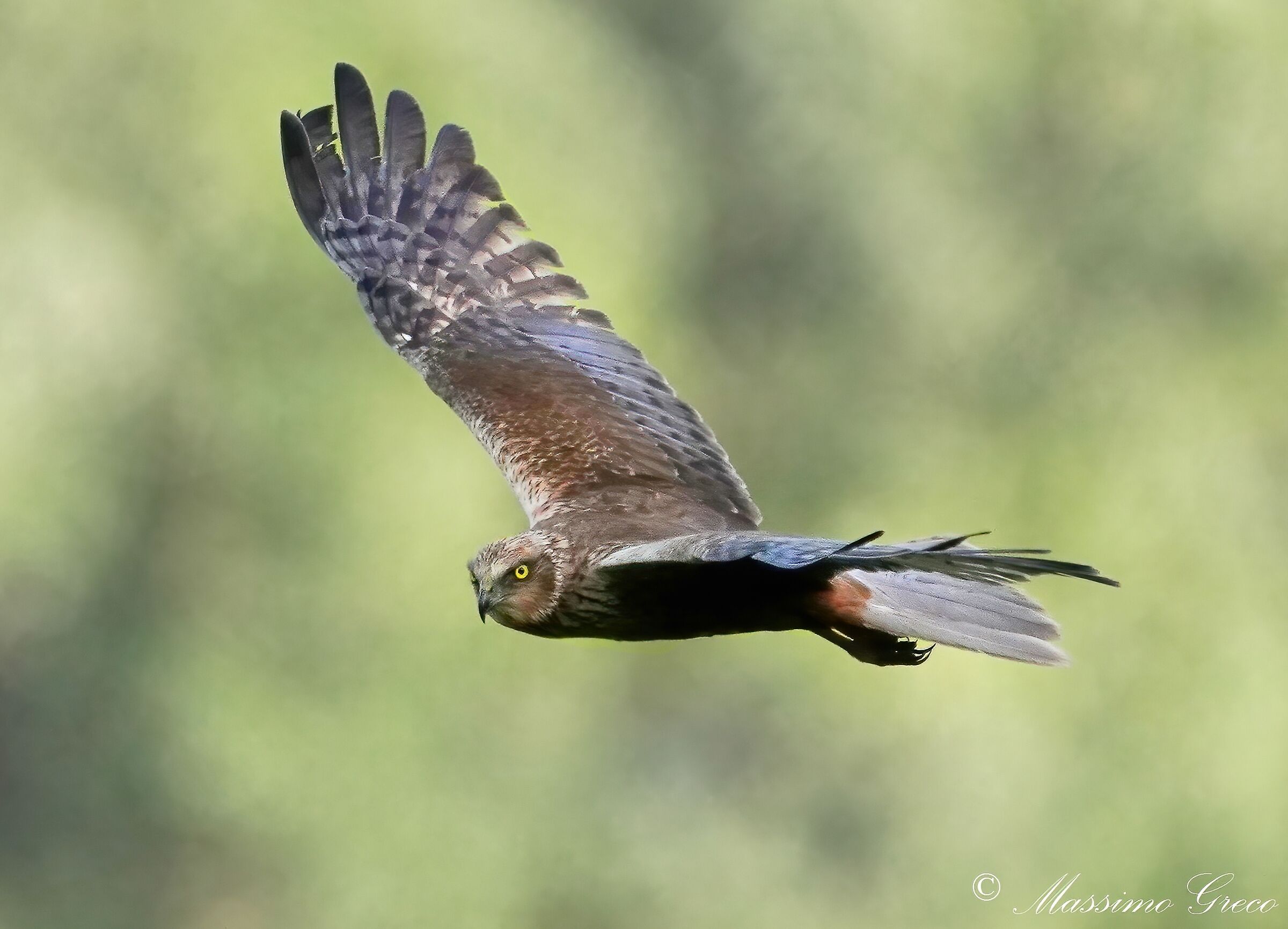 Falco di palude (Circus aeruginosus) maschio...