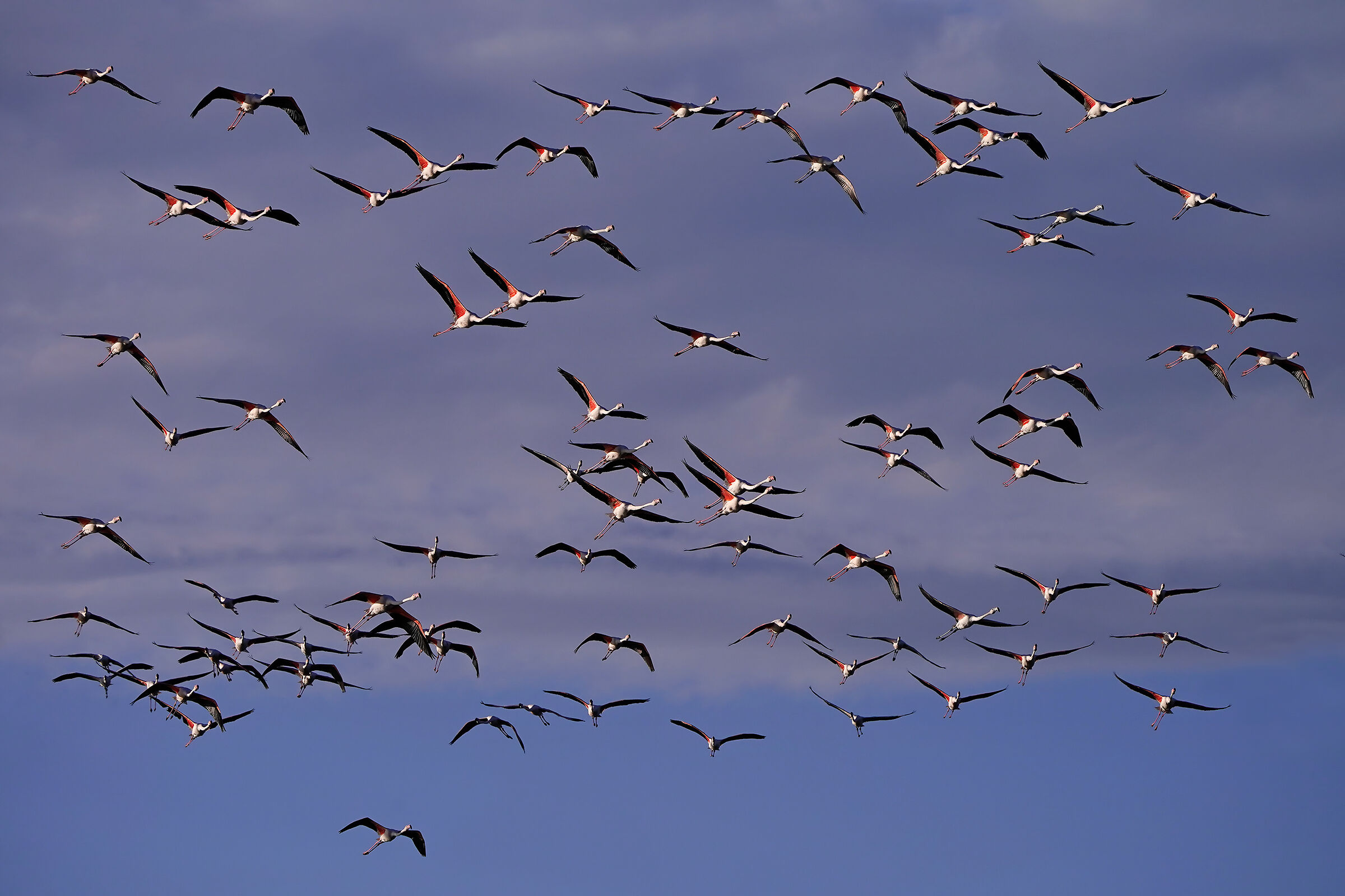Flamingos flying at sunset...
