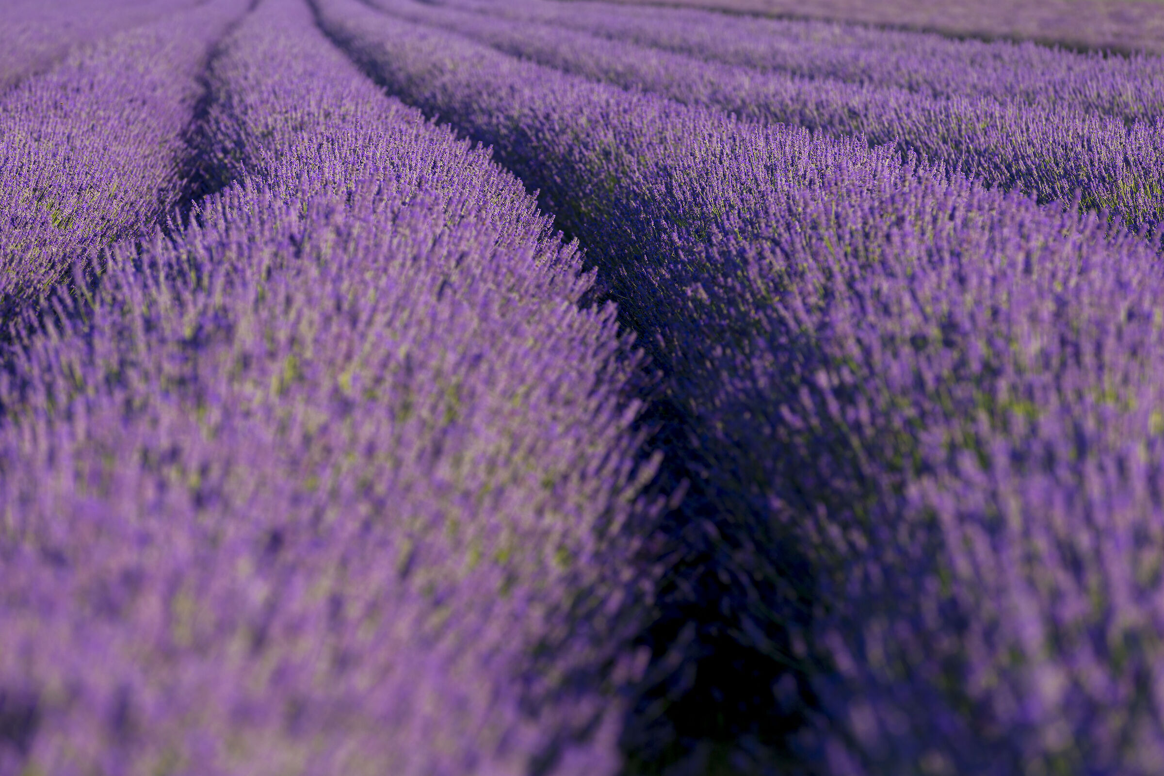 Polesana lavender 2...