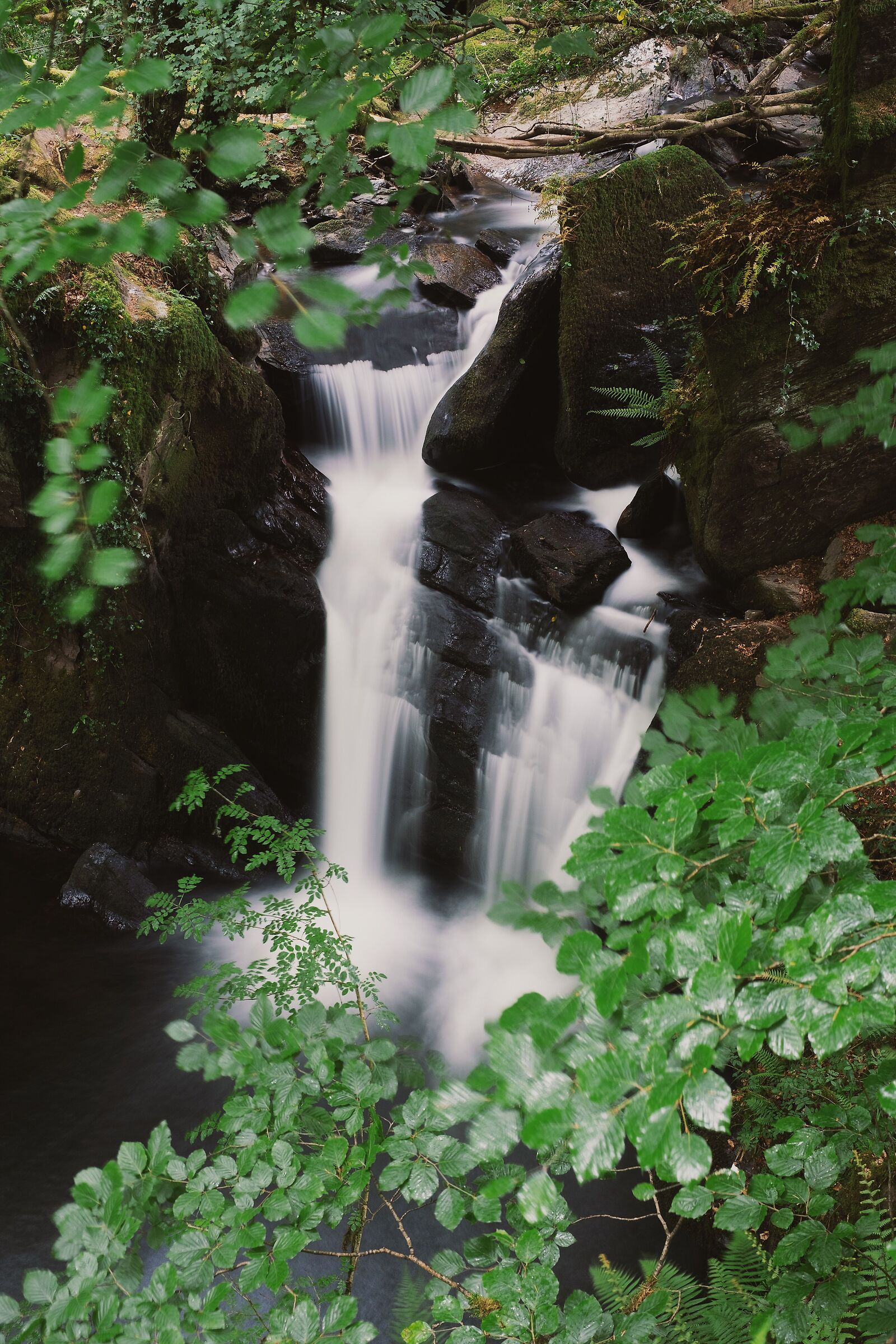 Mullinhassig Wood & Waterfalls, Cork, Ireland...