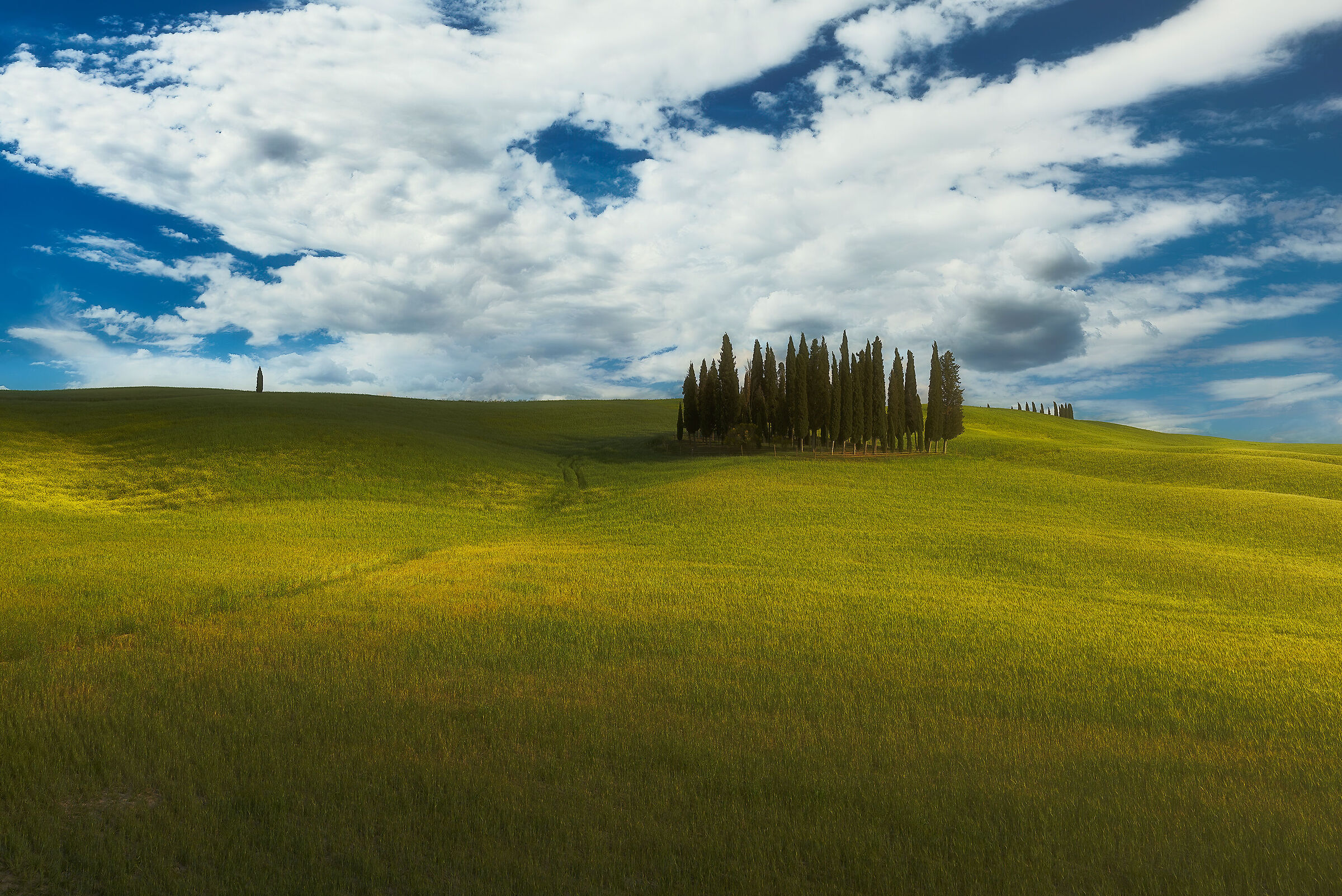Tuscan contrasts...