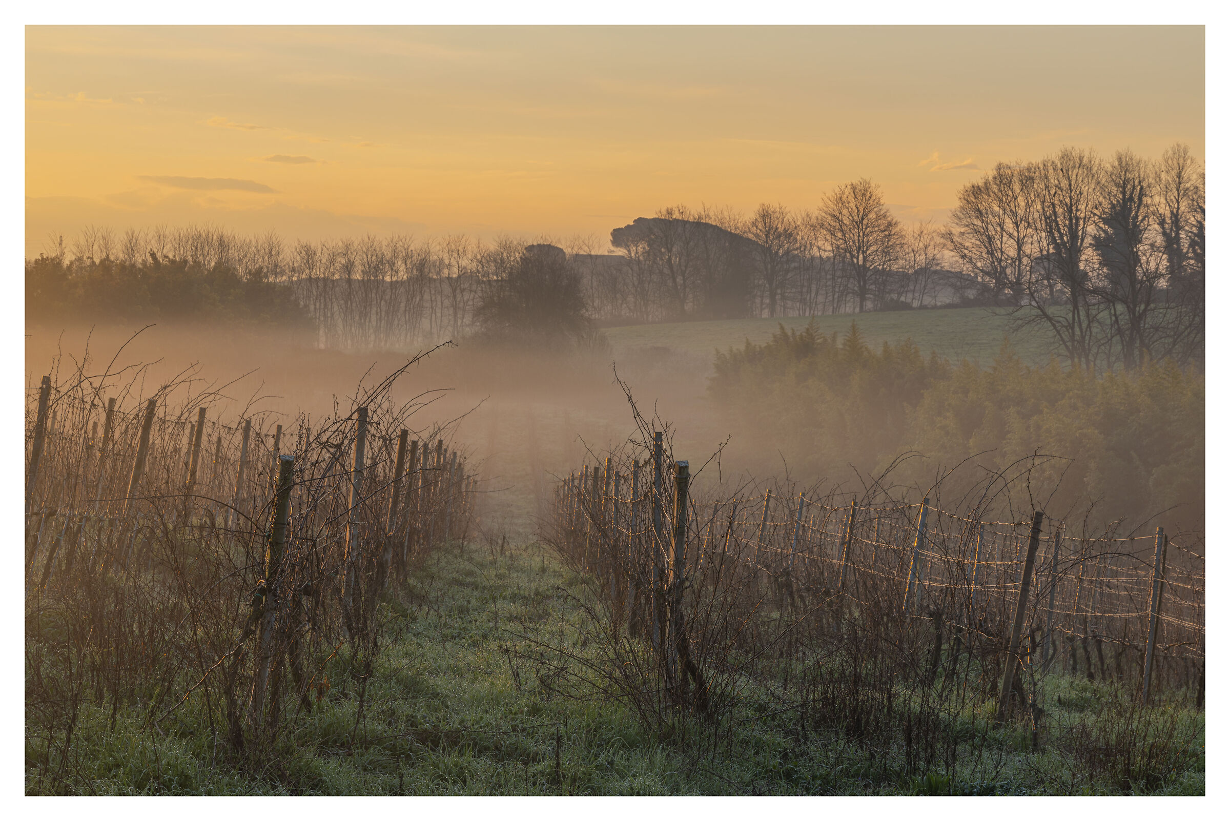 Vineyard at dawn...