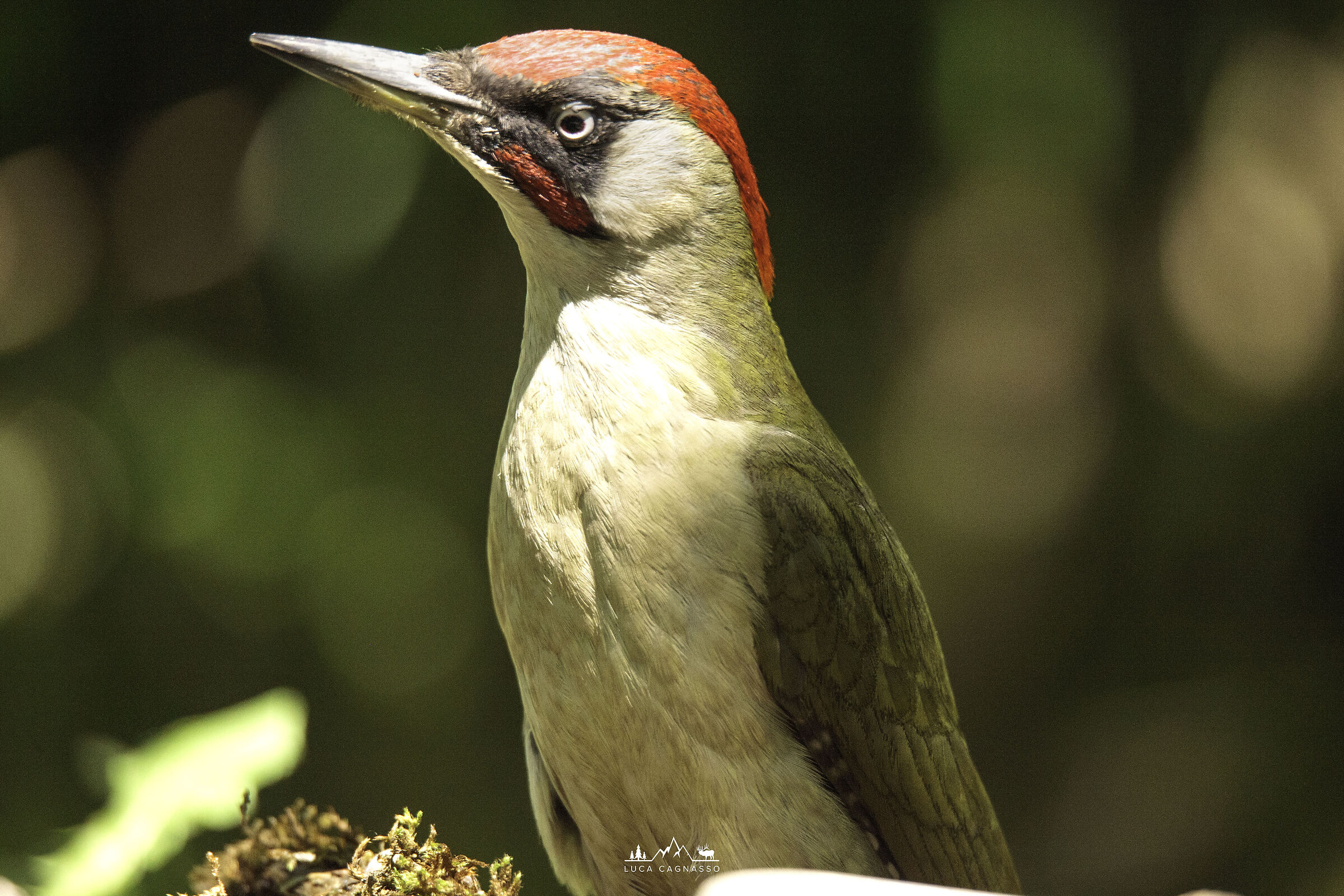 Green Woodpecker - Portrait...