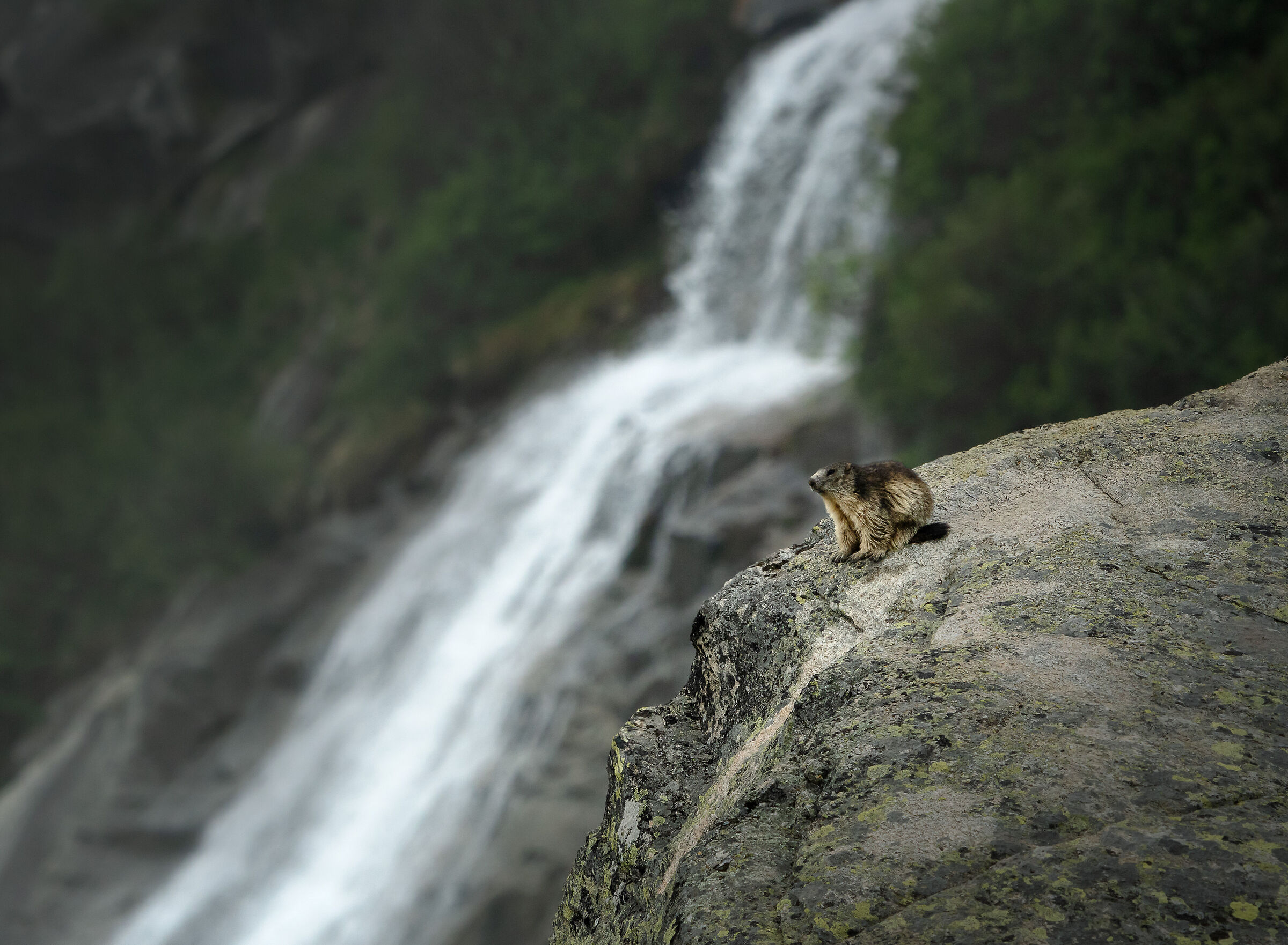 The marmot and waterfall...