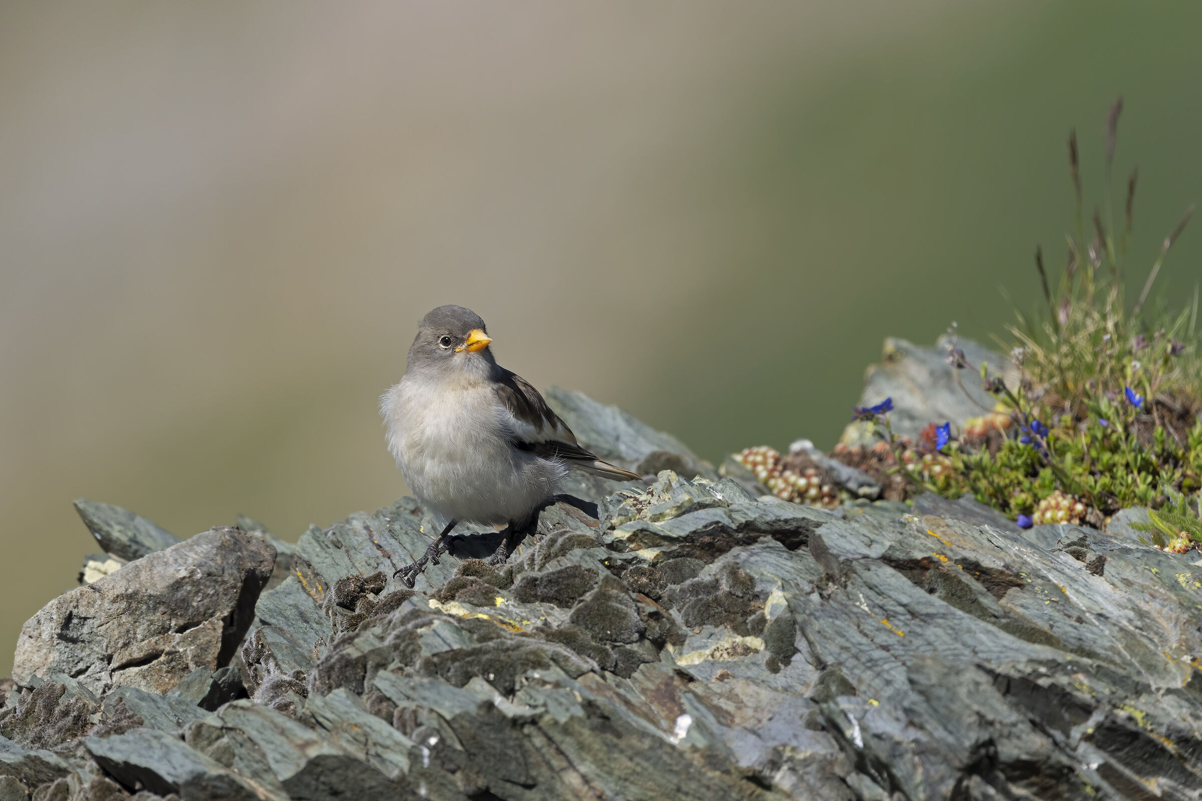 The young Alpine Finch....