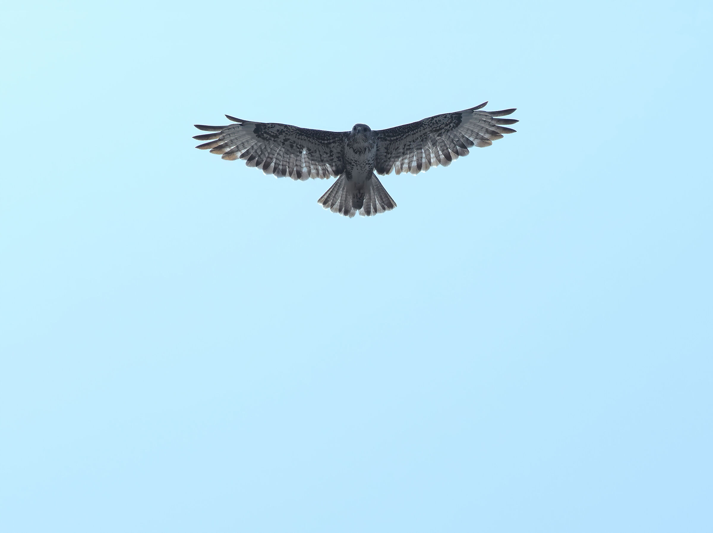 The flight of the young sicula eagle of Bonelli...