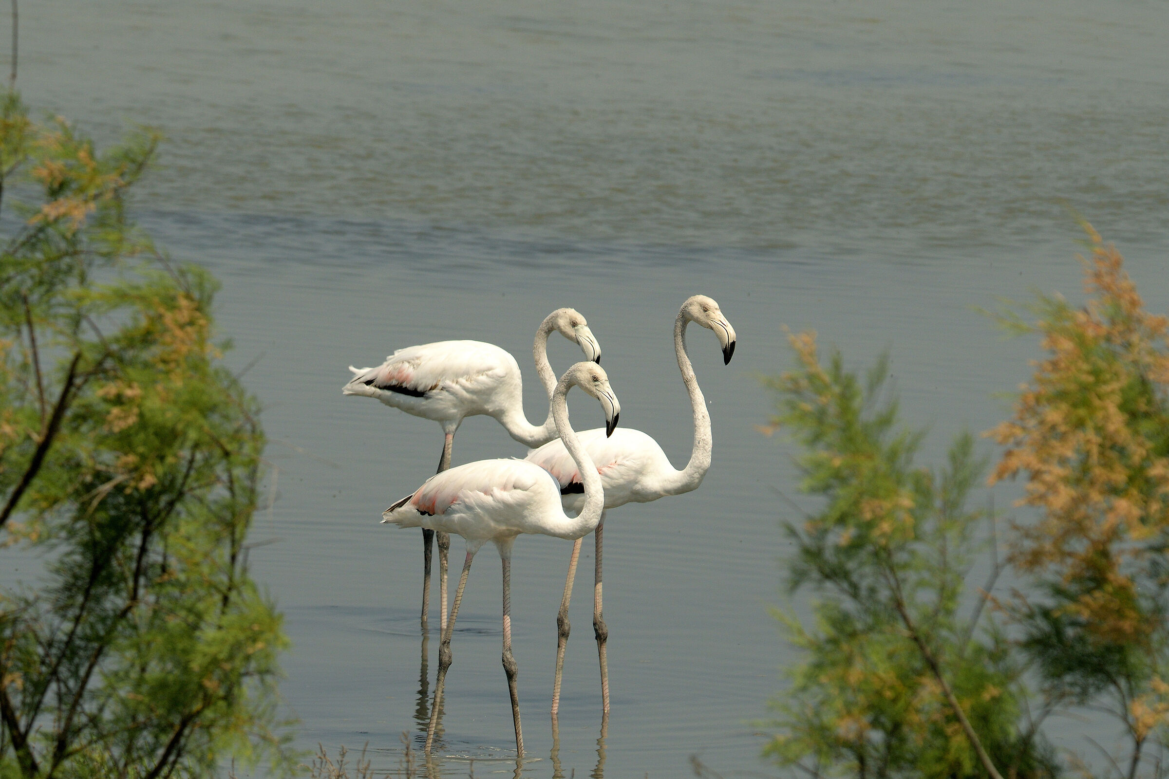 Young flamingos...