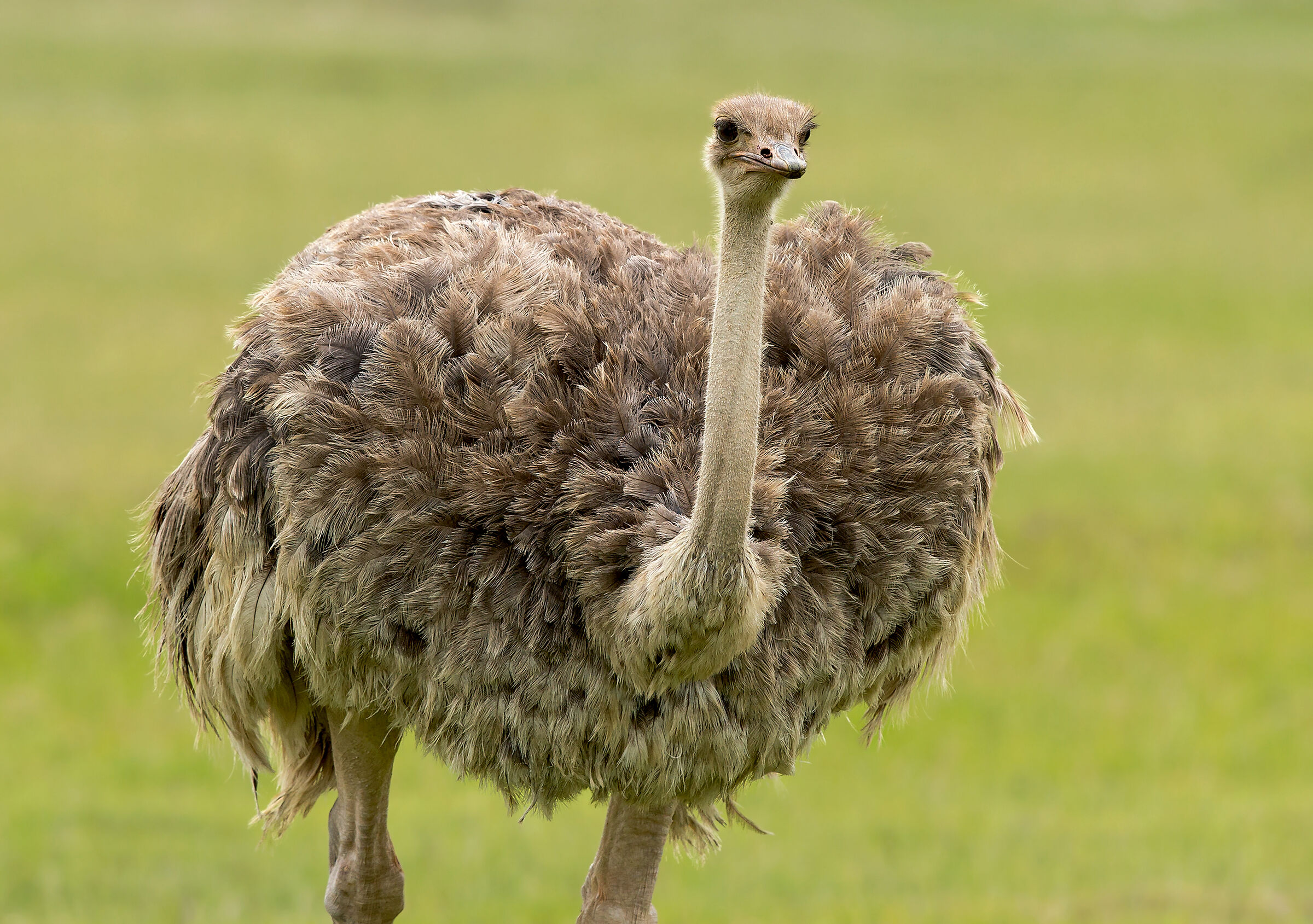 ostrich...