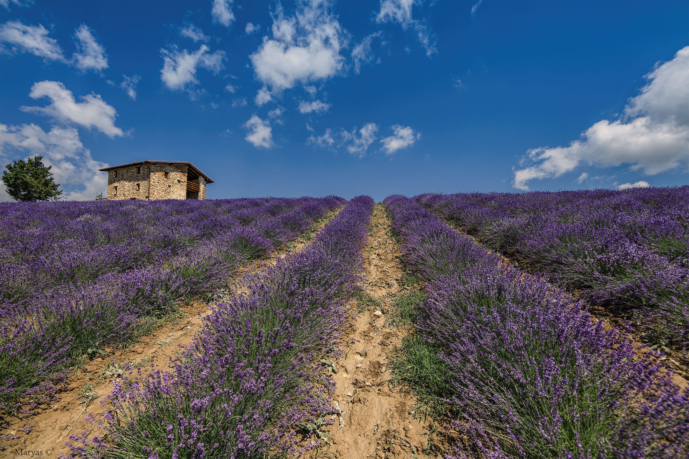 The cottage and lavender...