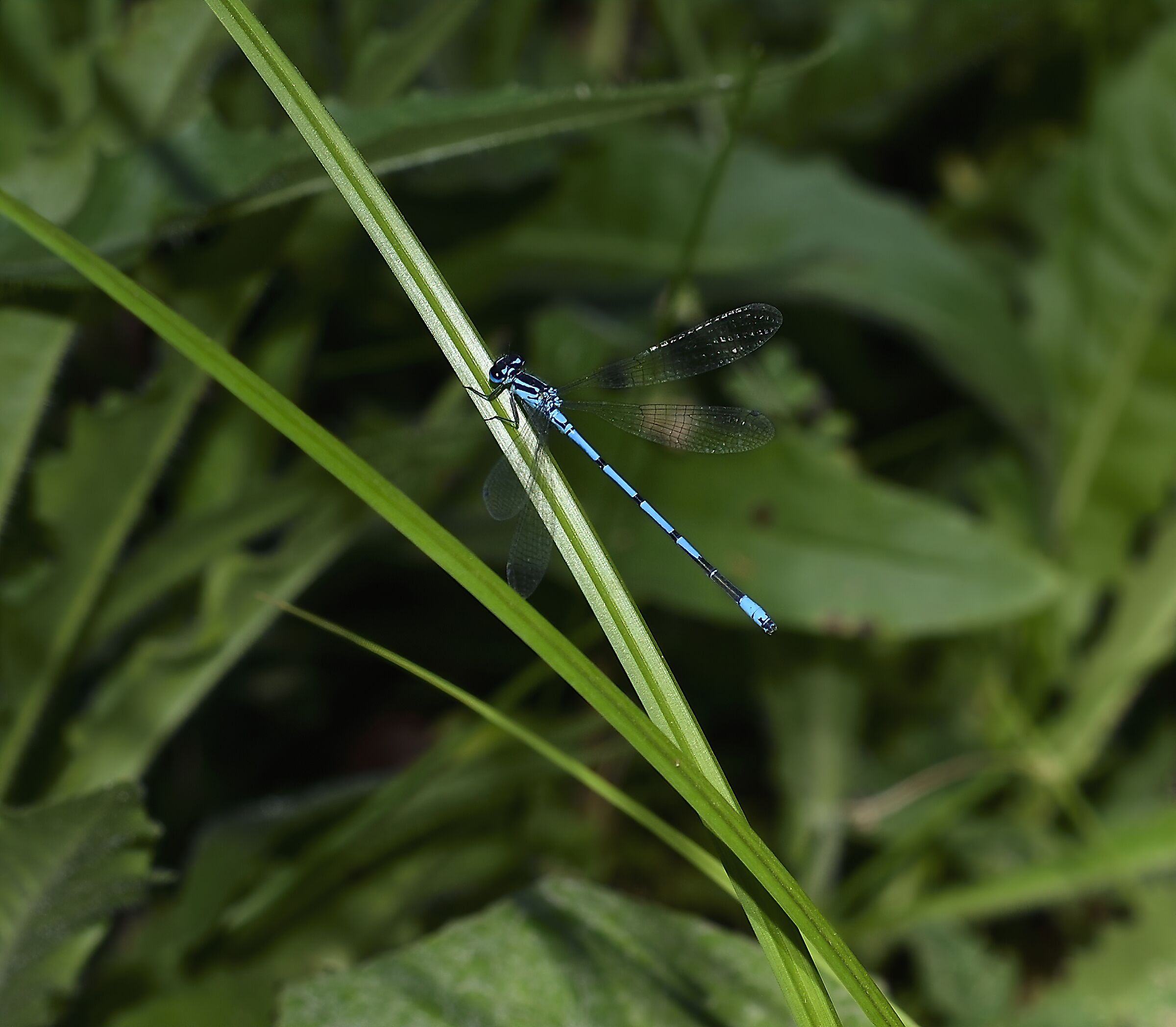 Blue dragonfly......