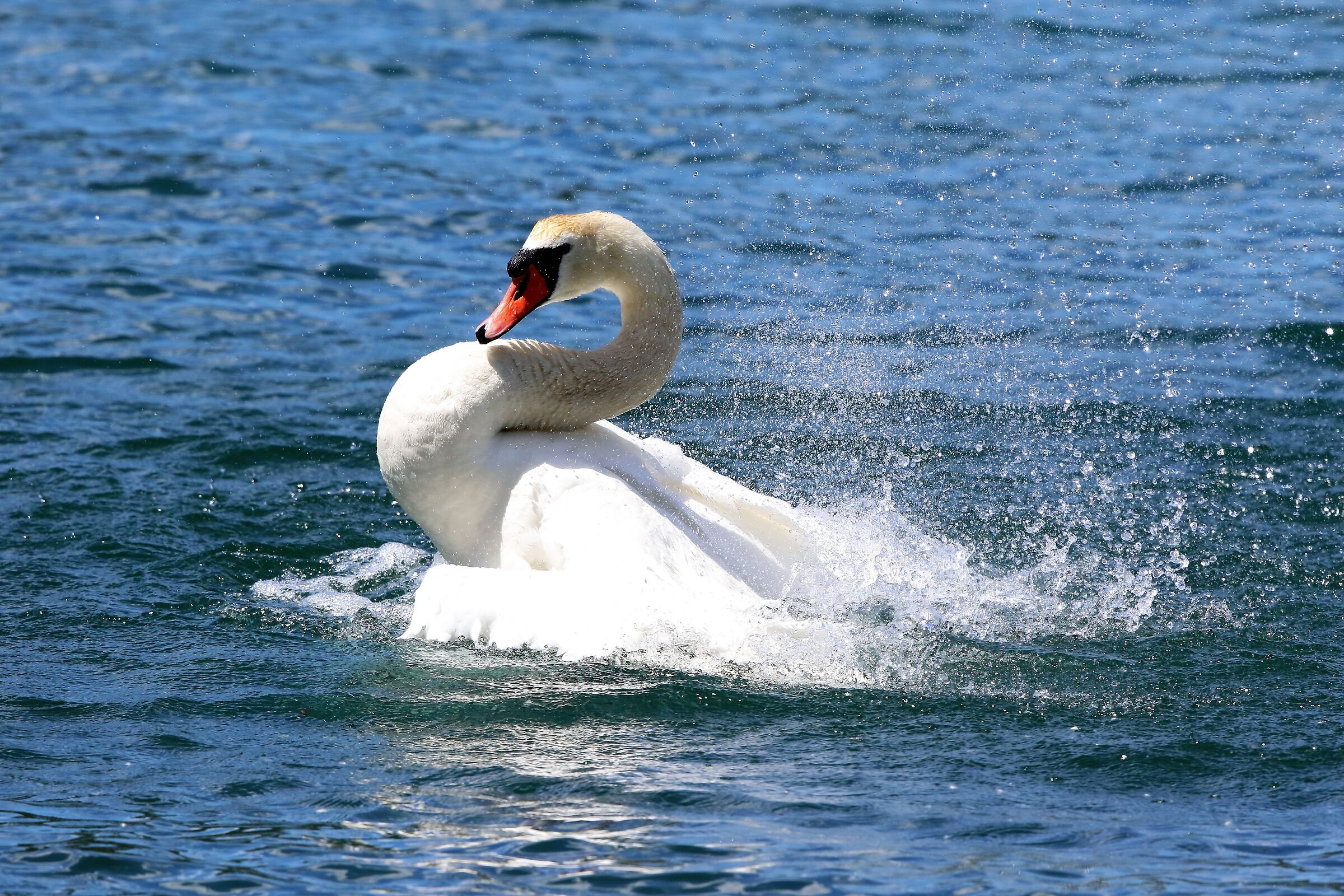 mute swan...