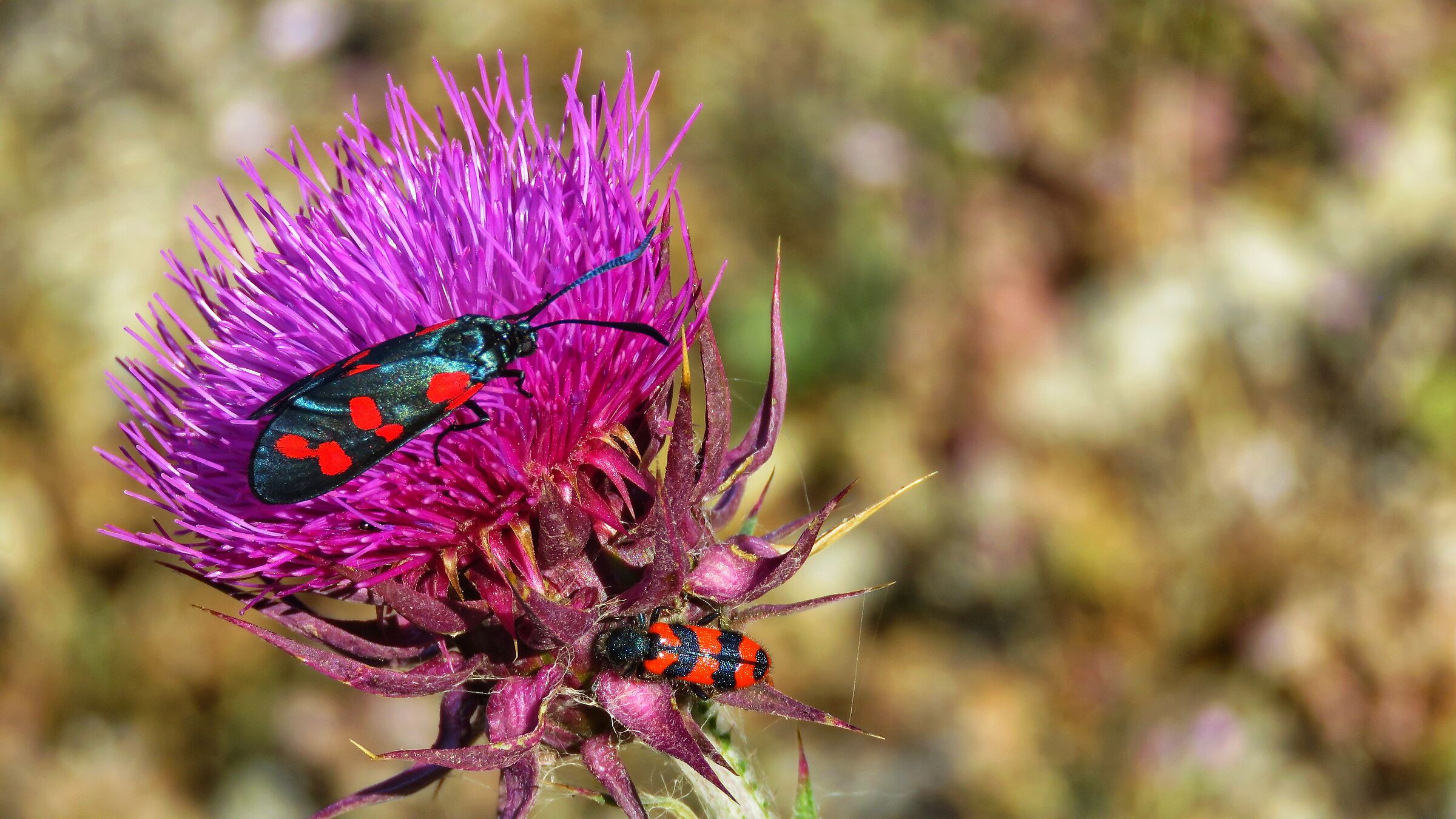 Zygaena filipendulae + Trichodes alvearius...