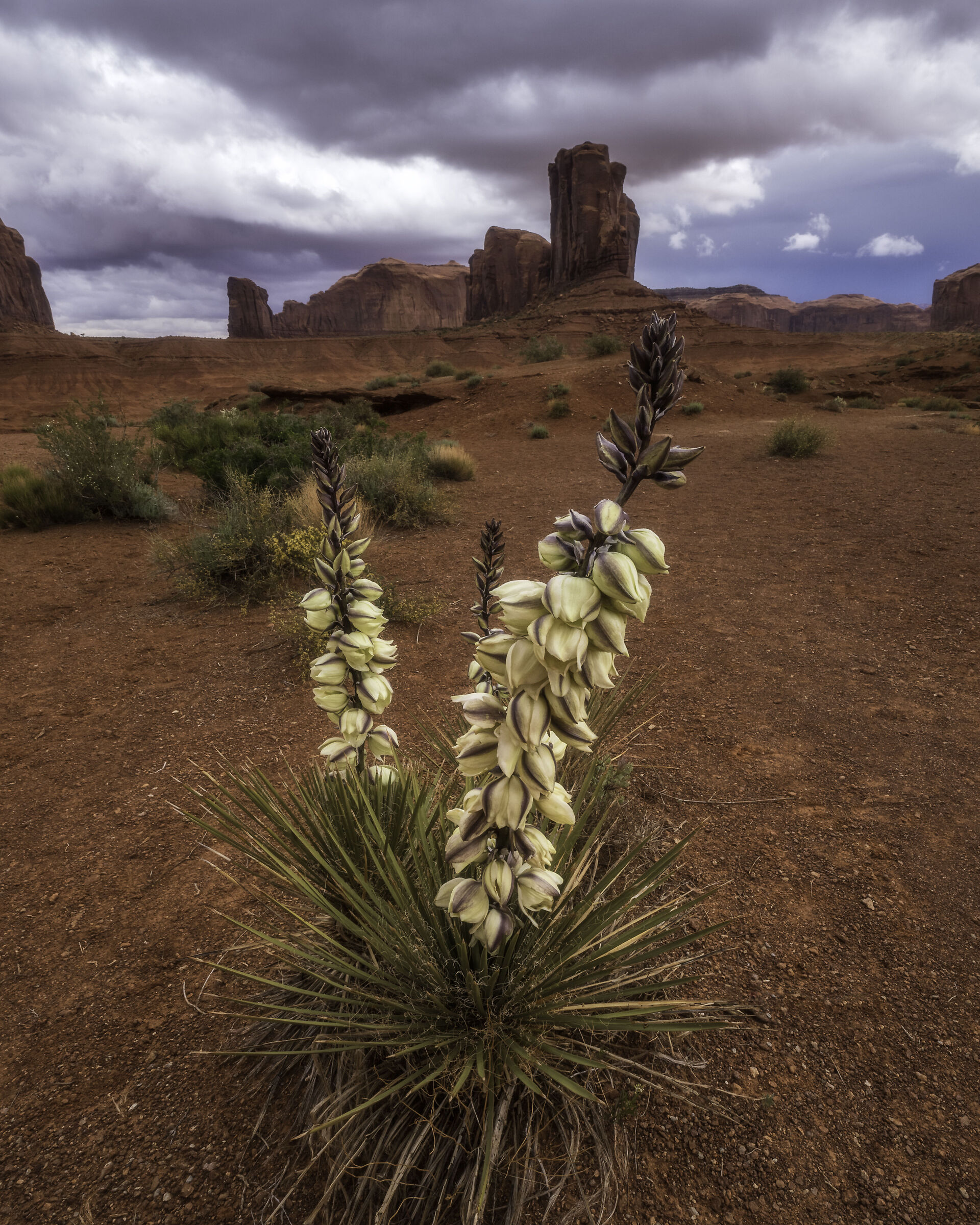Blooming Yucca...