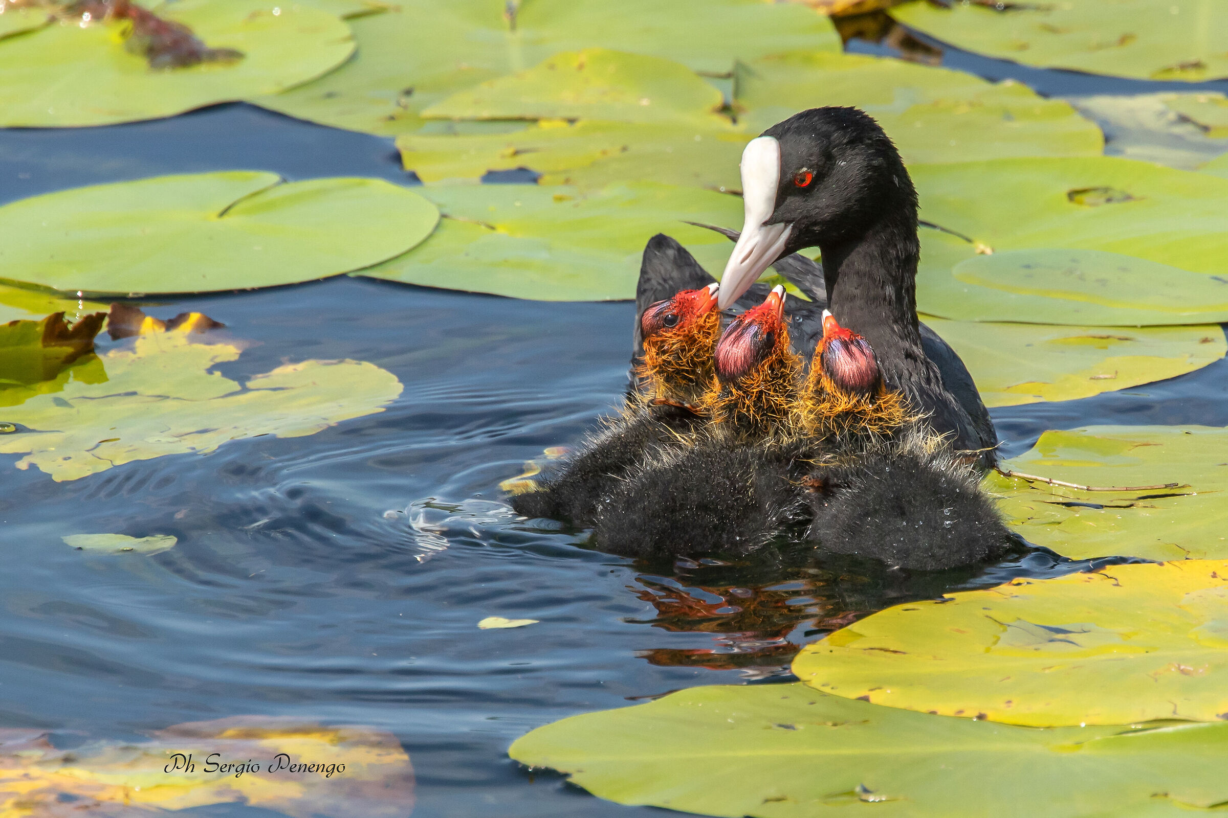 Mother's Heart (coot with little ones)...