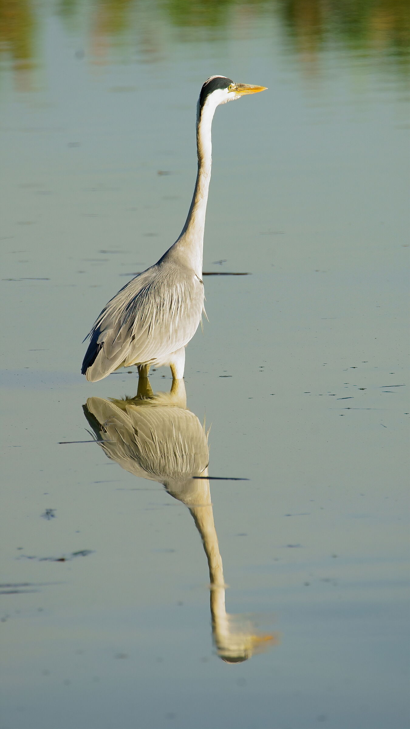 The lord of the waters... grey heron...