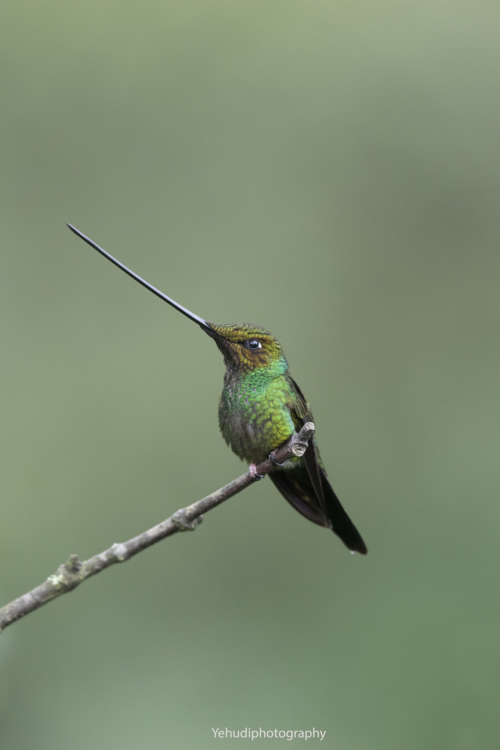 Sword Billed Hummingbird...