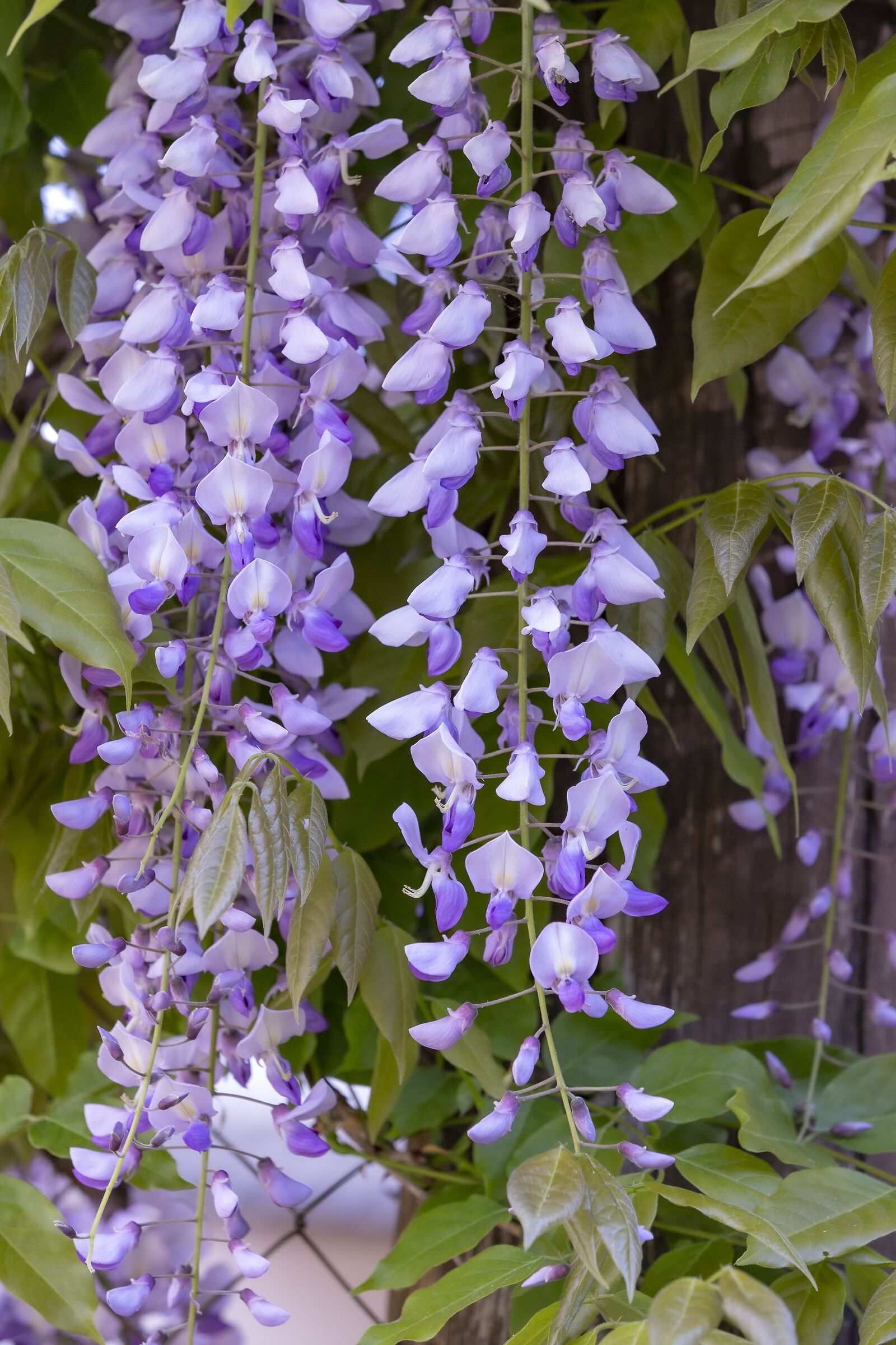 lavanda...