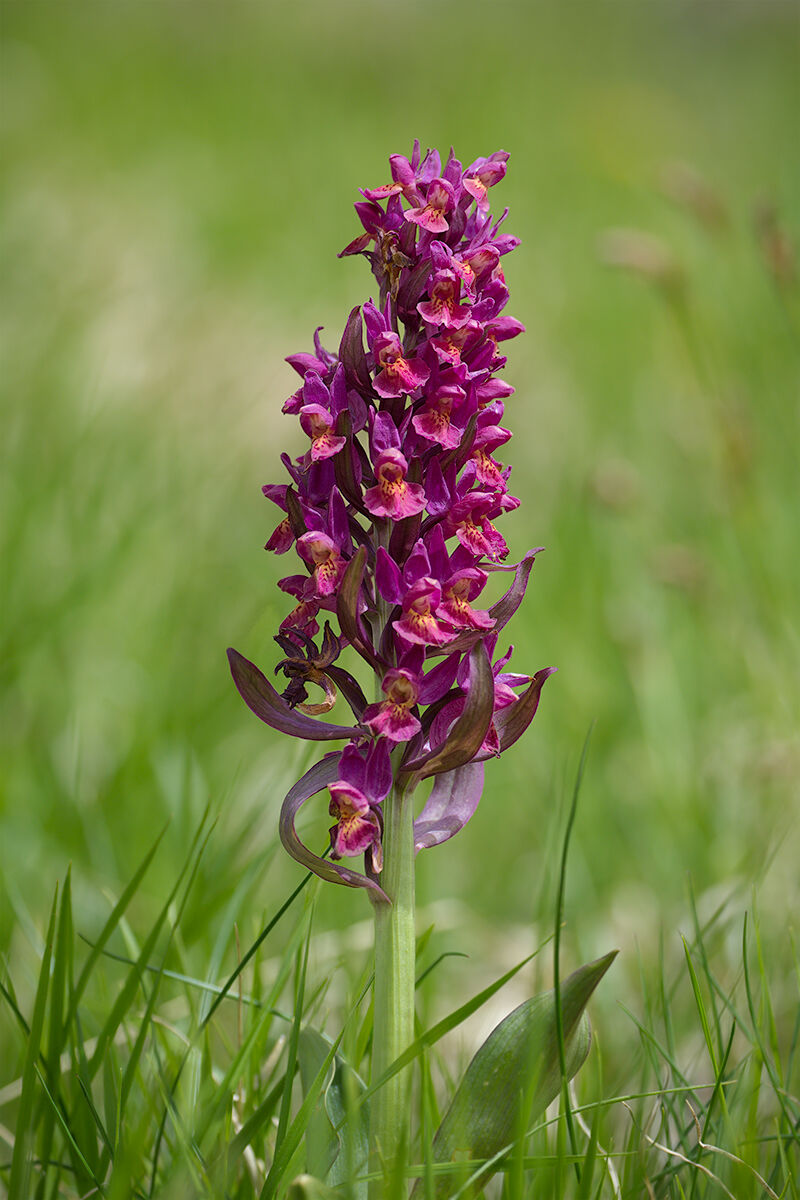 Orchidea da Campo Imperatore (Dactylorhiza sambucina)...