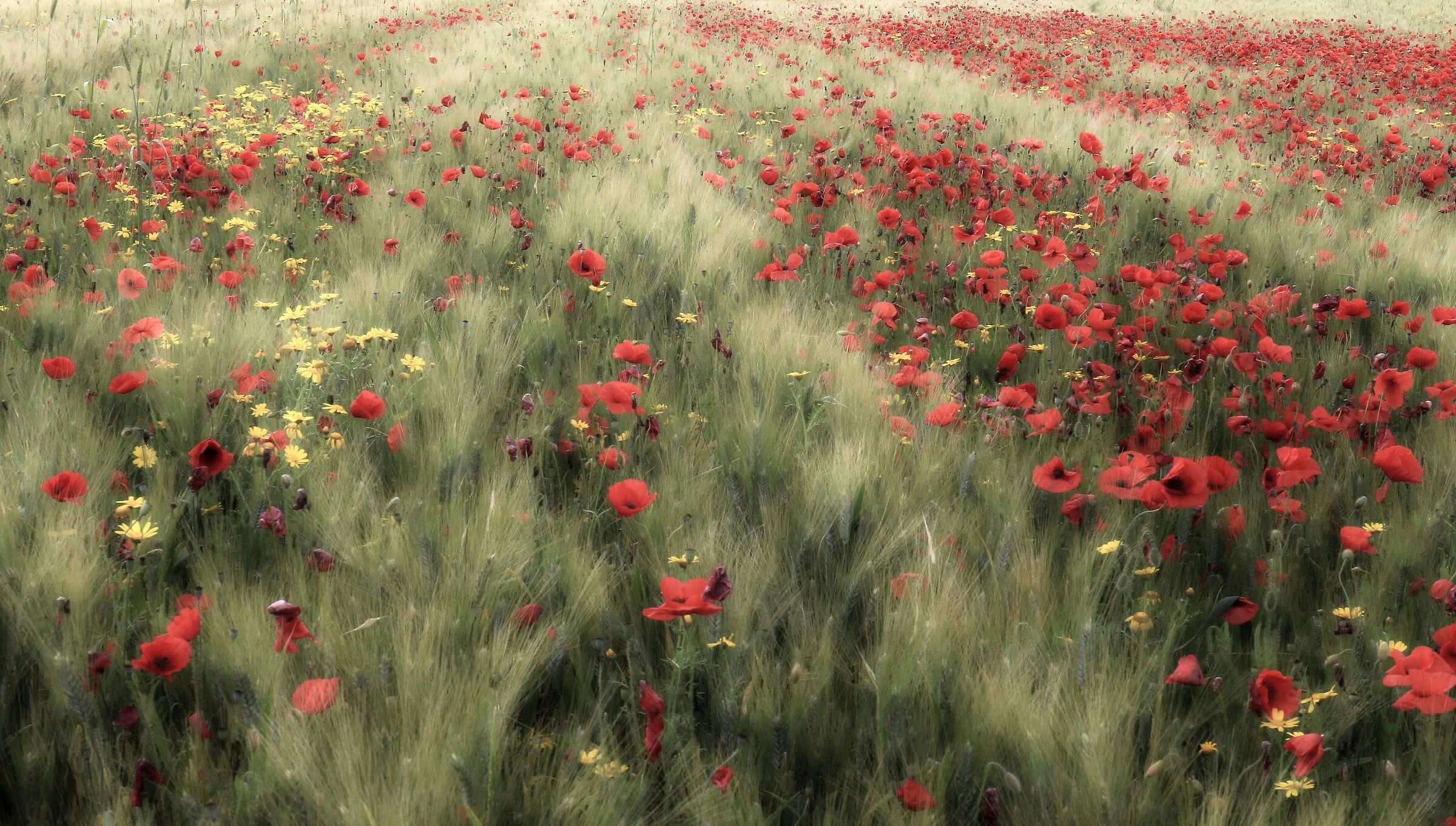 Wheat field and poppies...