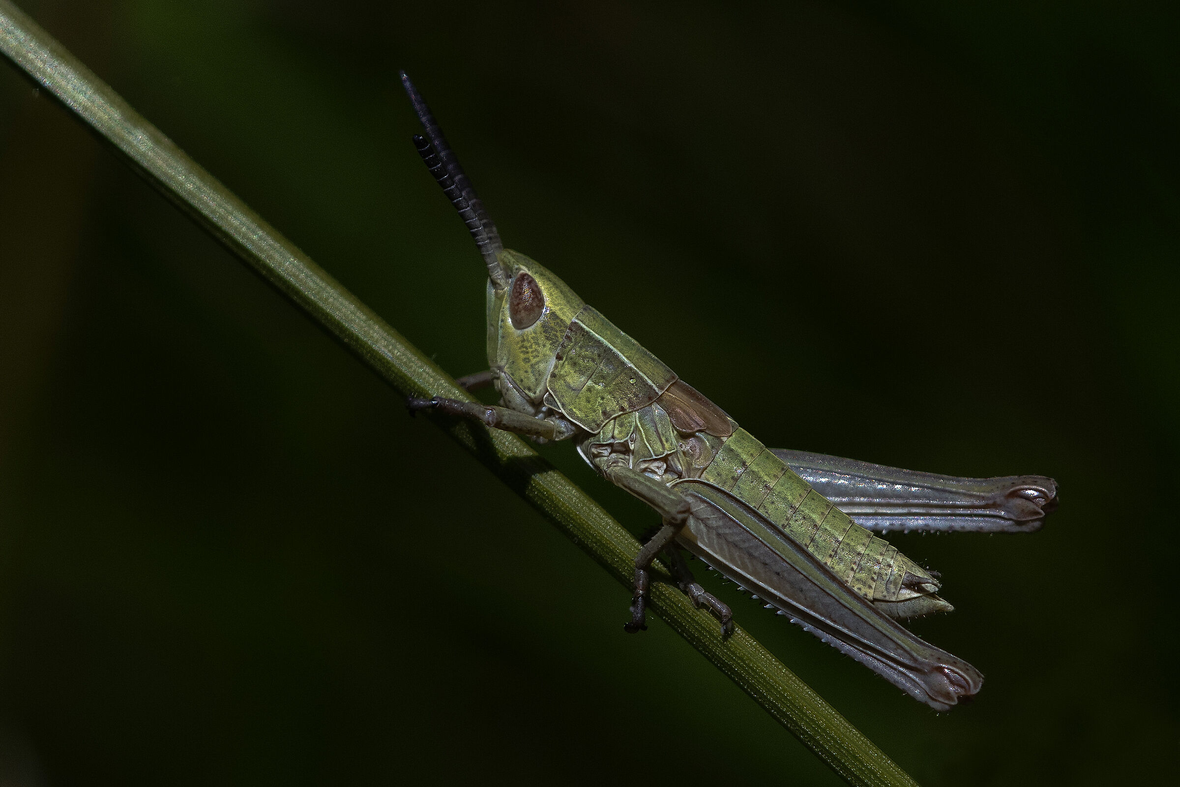 Brachyptera Chrysocraone (Euthystira brachyptera)...