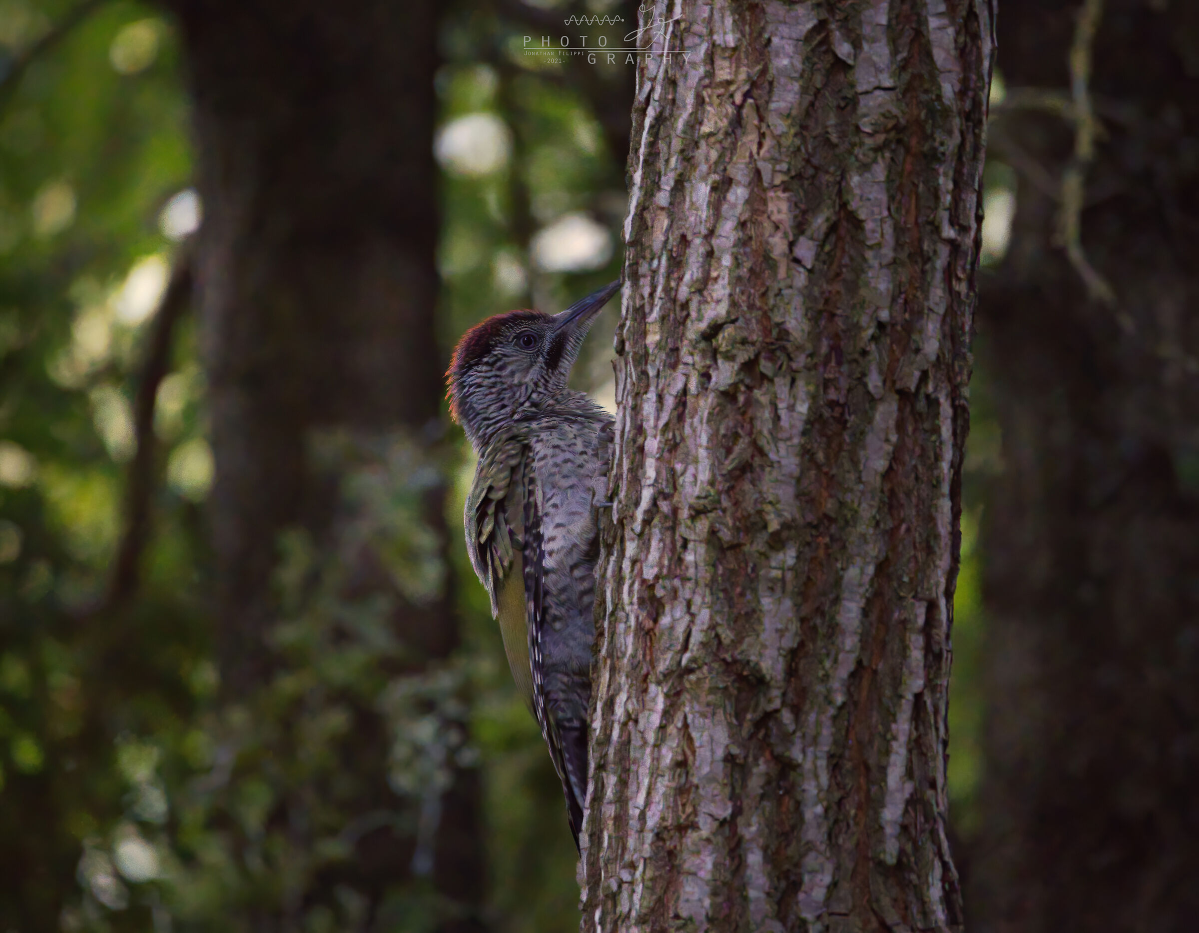 European Green Woodpecker...