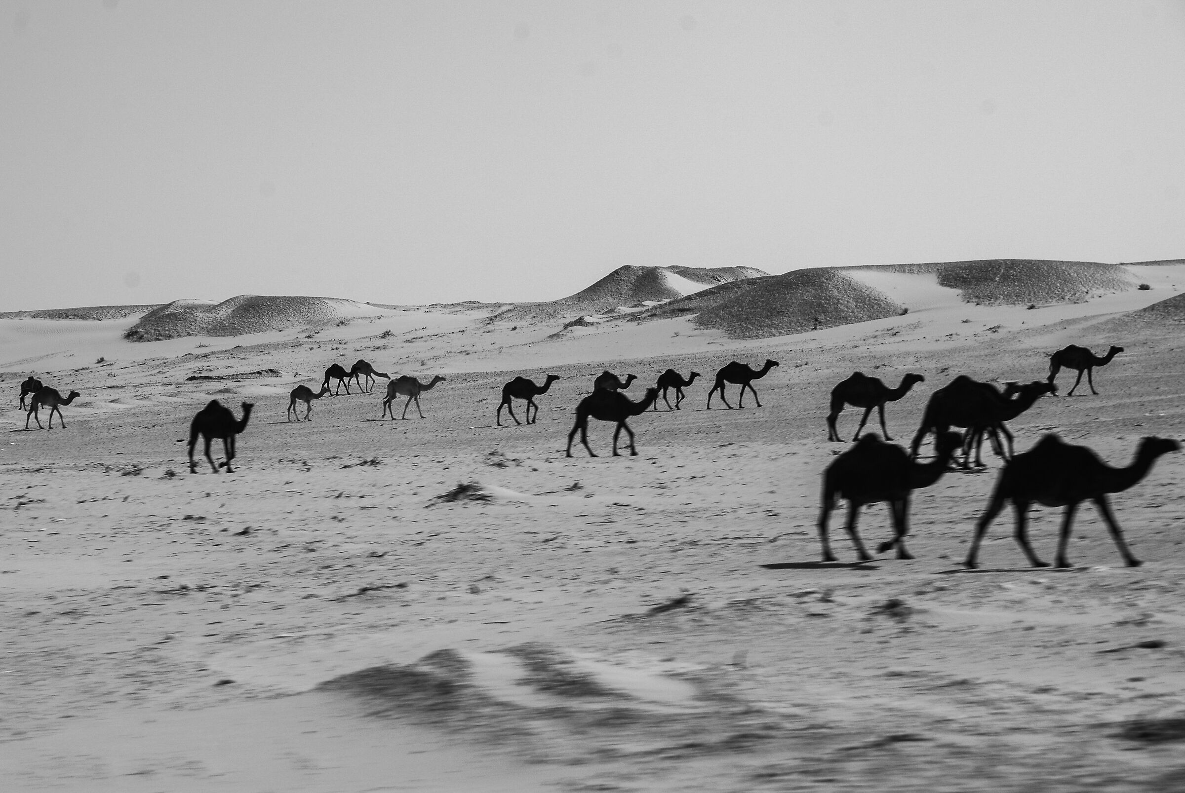 Saudi 2011 sogni di cammelli...