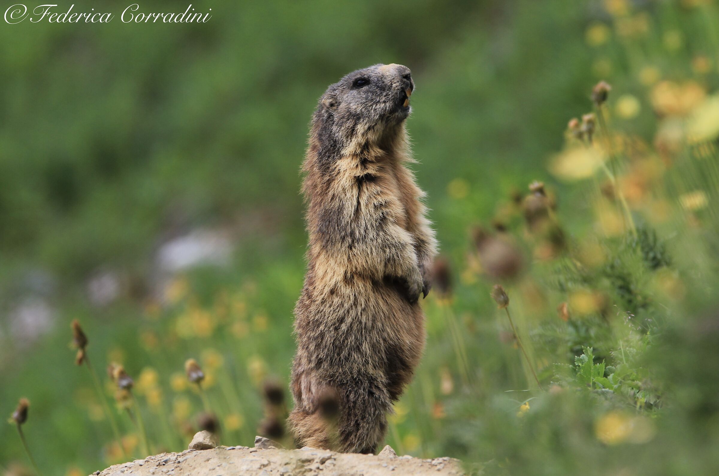 The marmot....