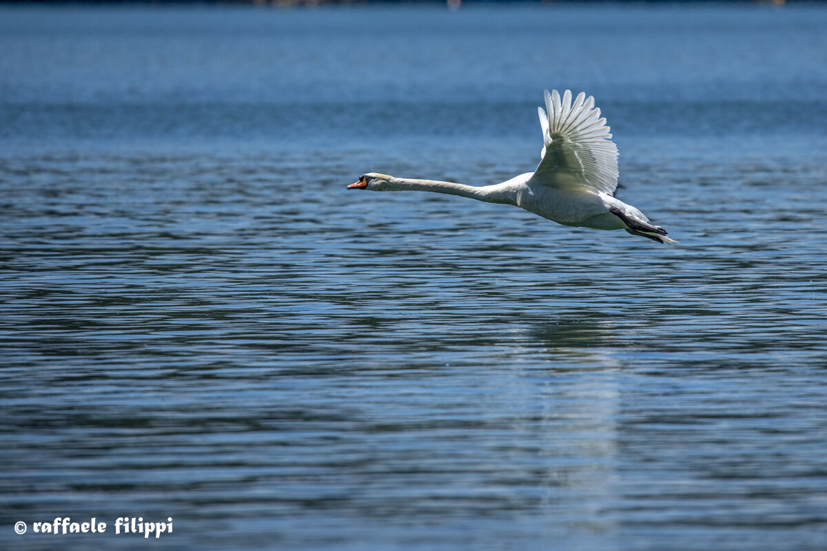 Swan in sly flight...
