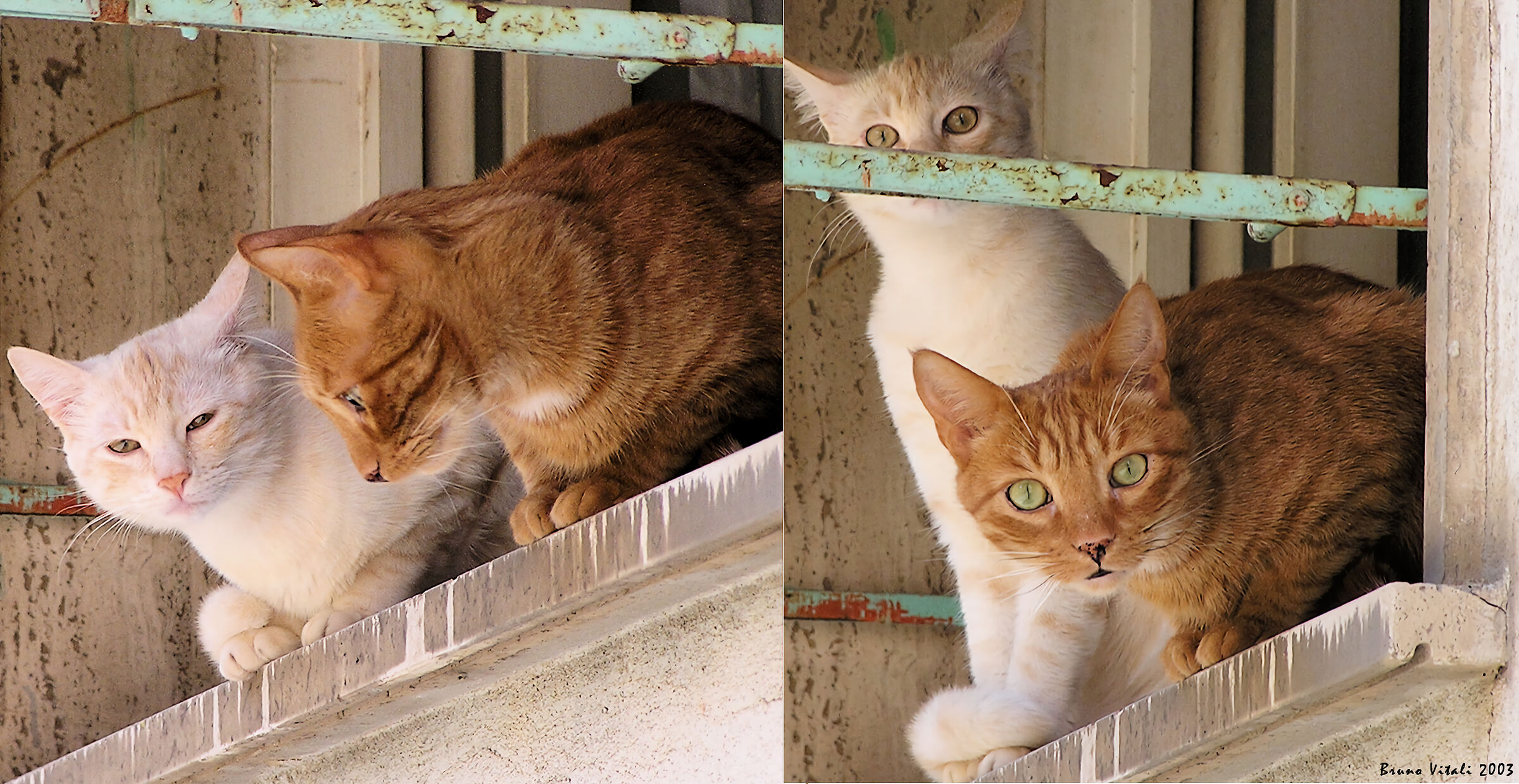 Cats at the window in Levanto...