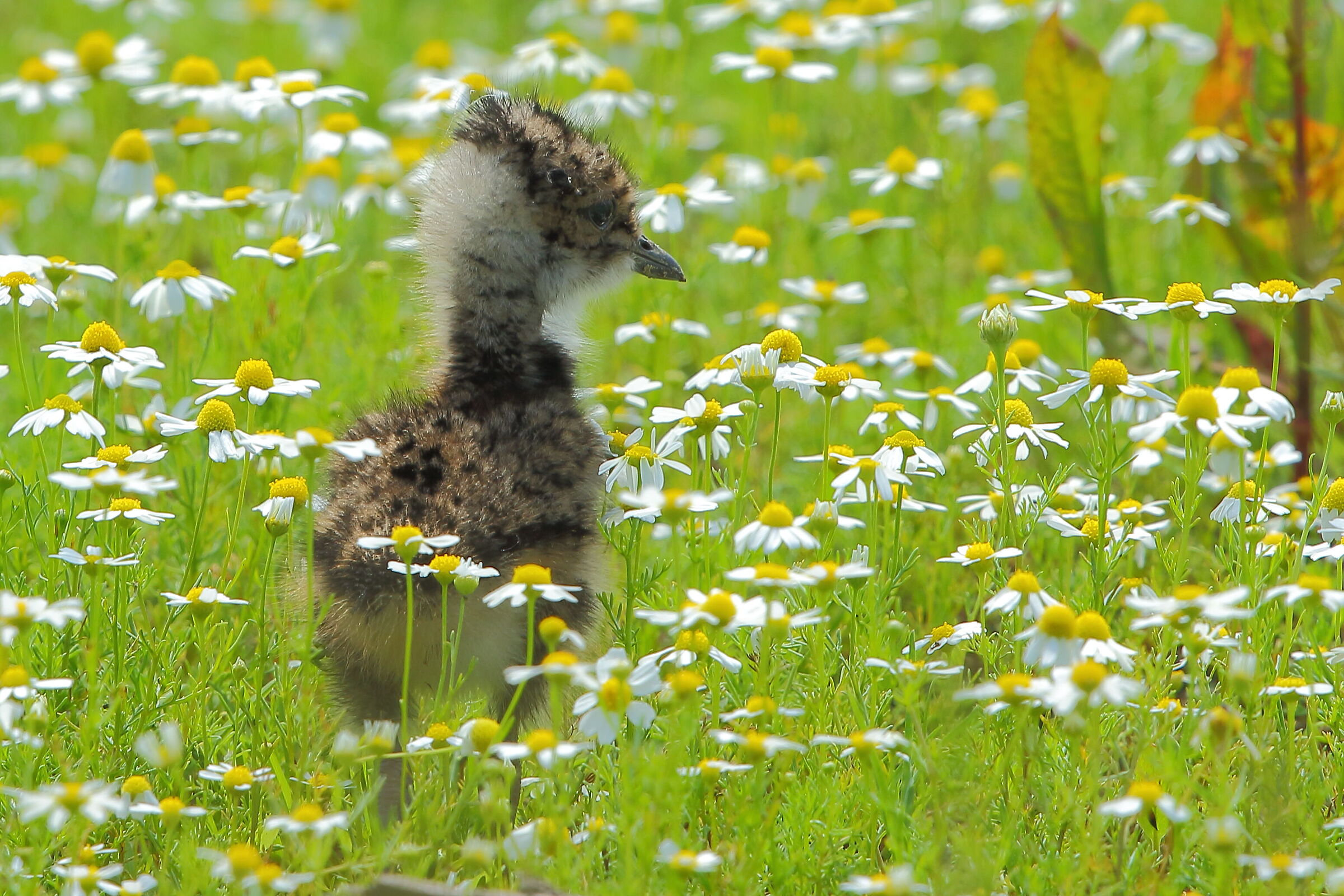 Being born among the flowers...