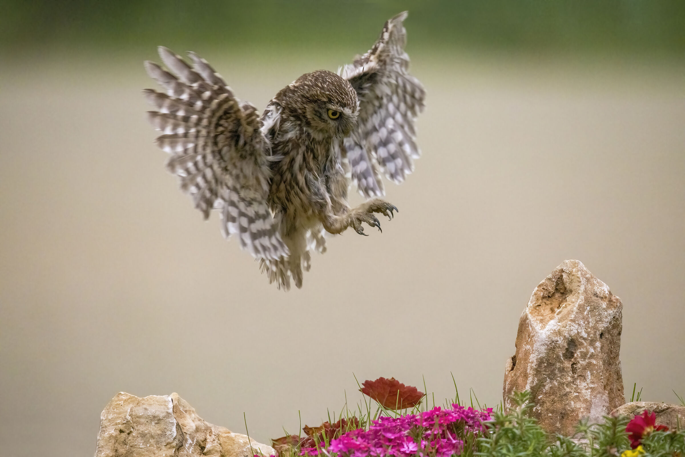 The Silent Arrival of the Owl...