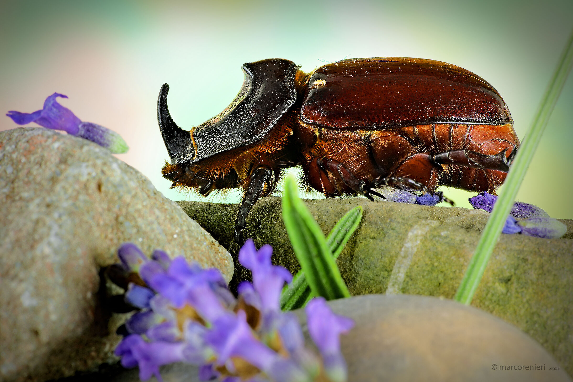 Rhinoceros beetle...