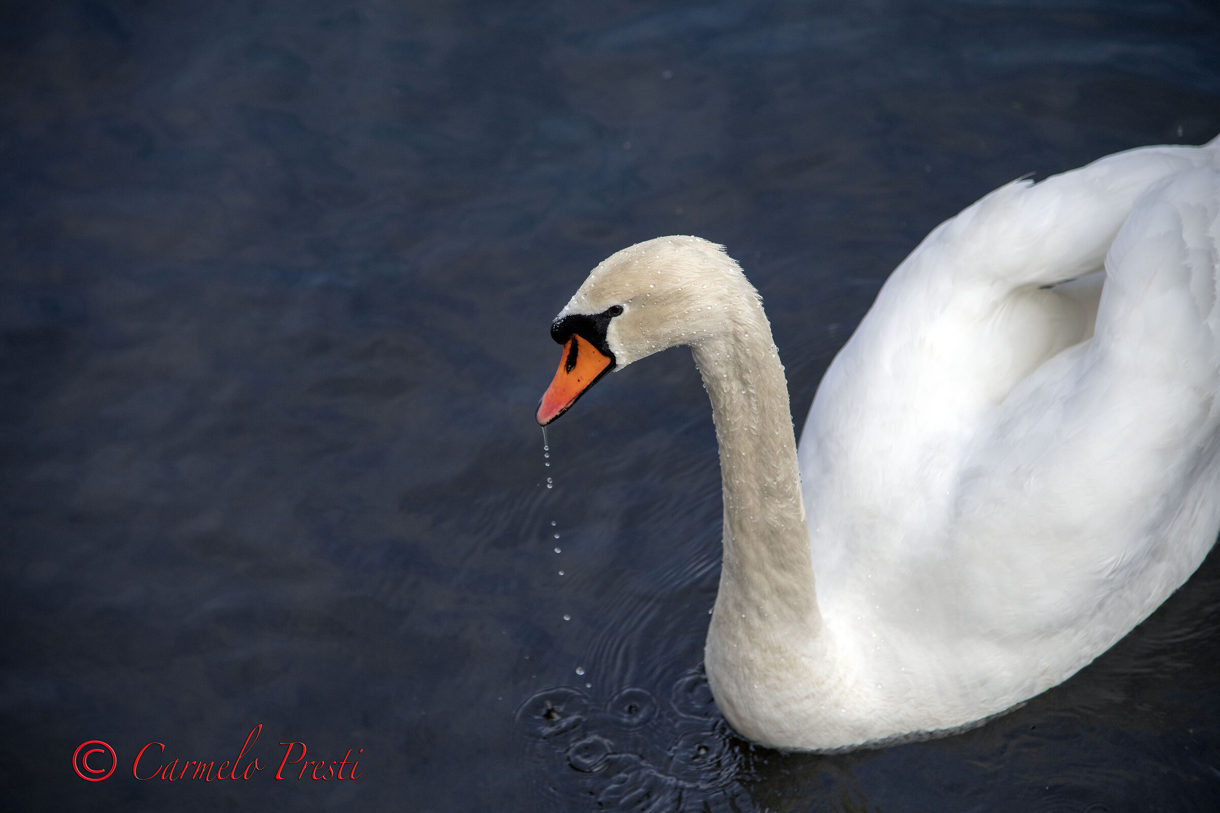 Swan on Lake Lugano...
