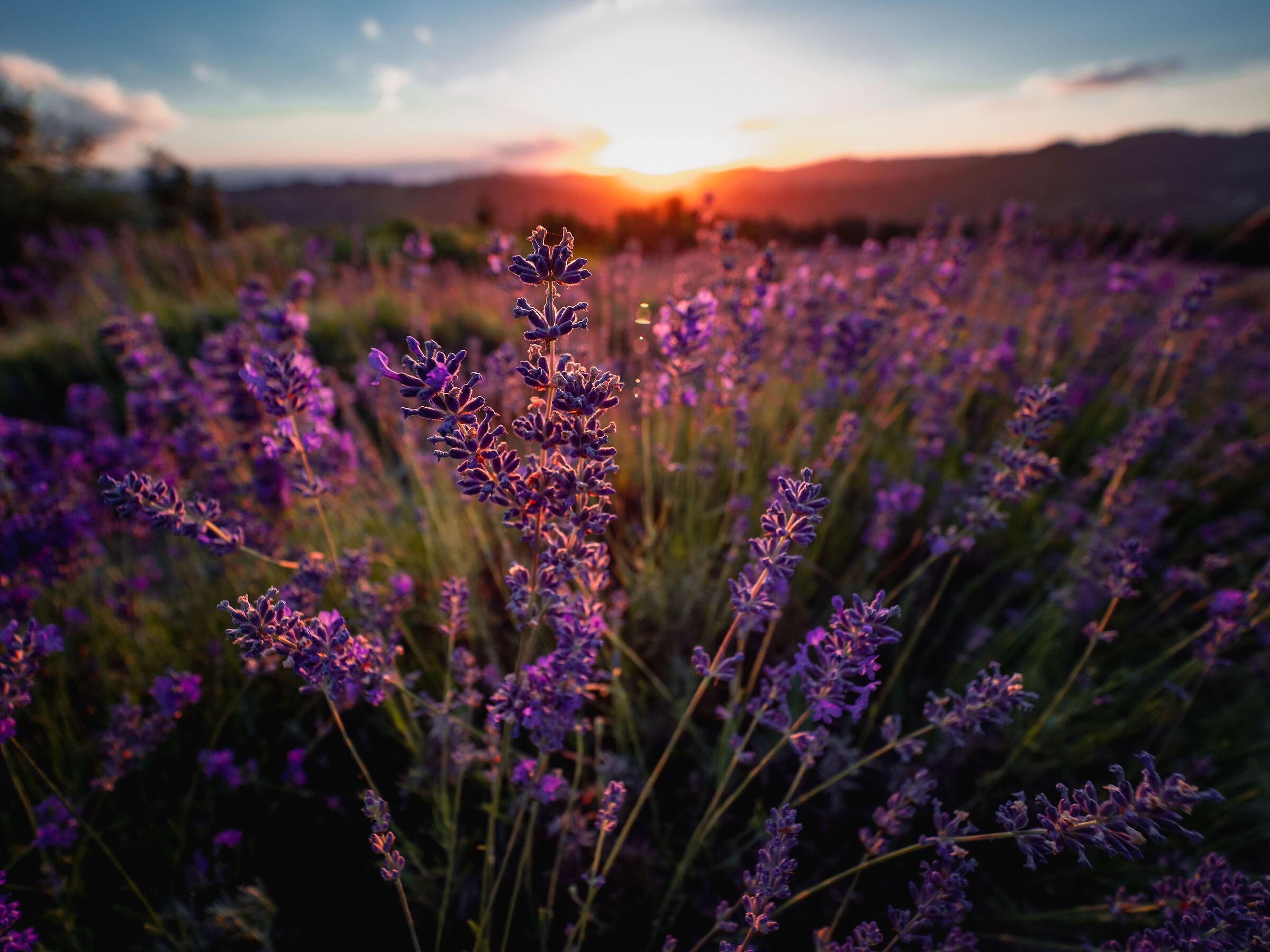 Lavender at sunset...