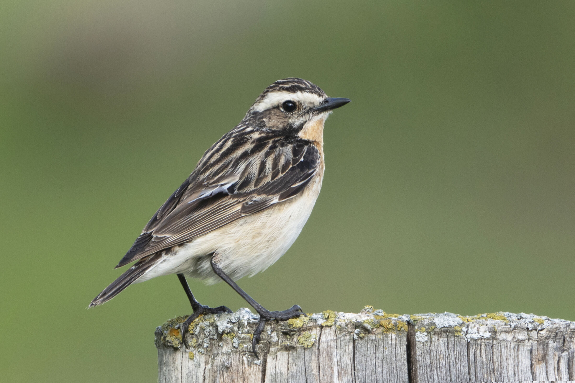 whinchat...