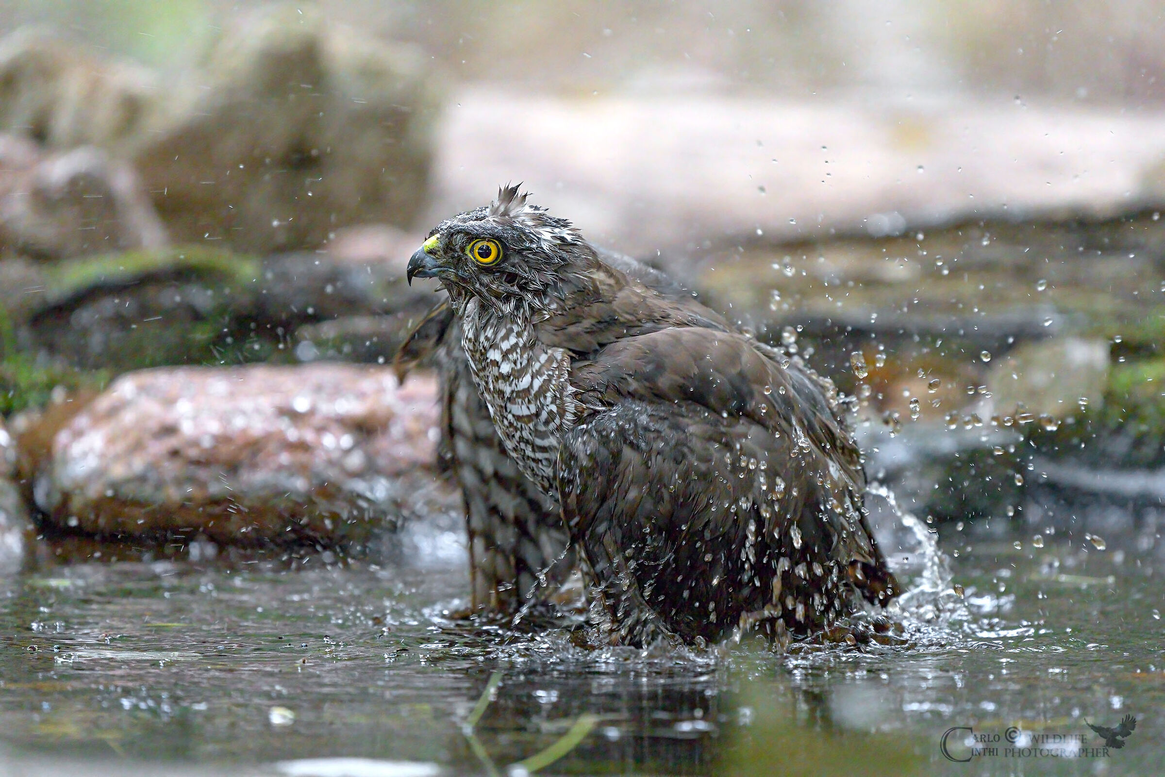 Female sparrowhawk ...