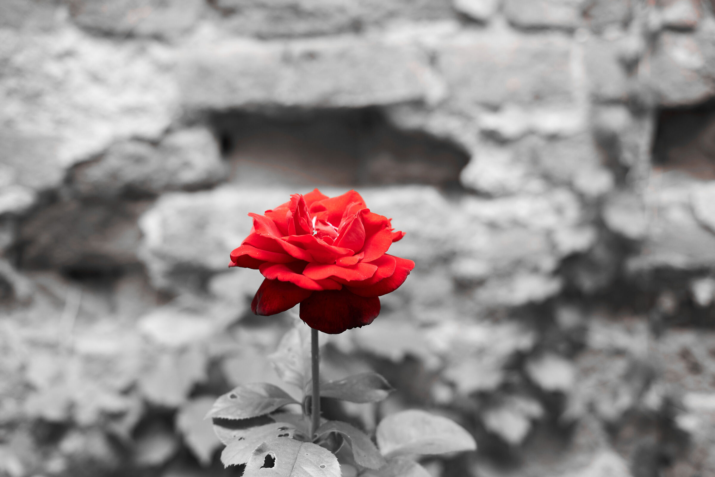 Red flower...