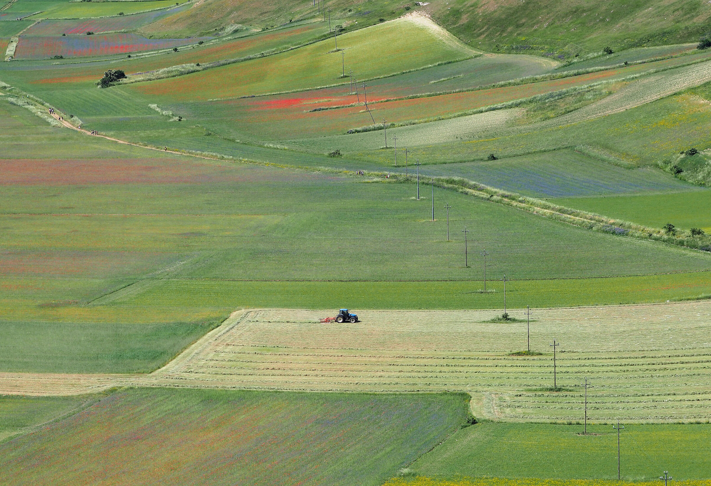 Waiting for flowering... you work in Castelluccio.....