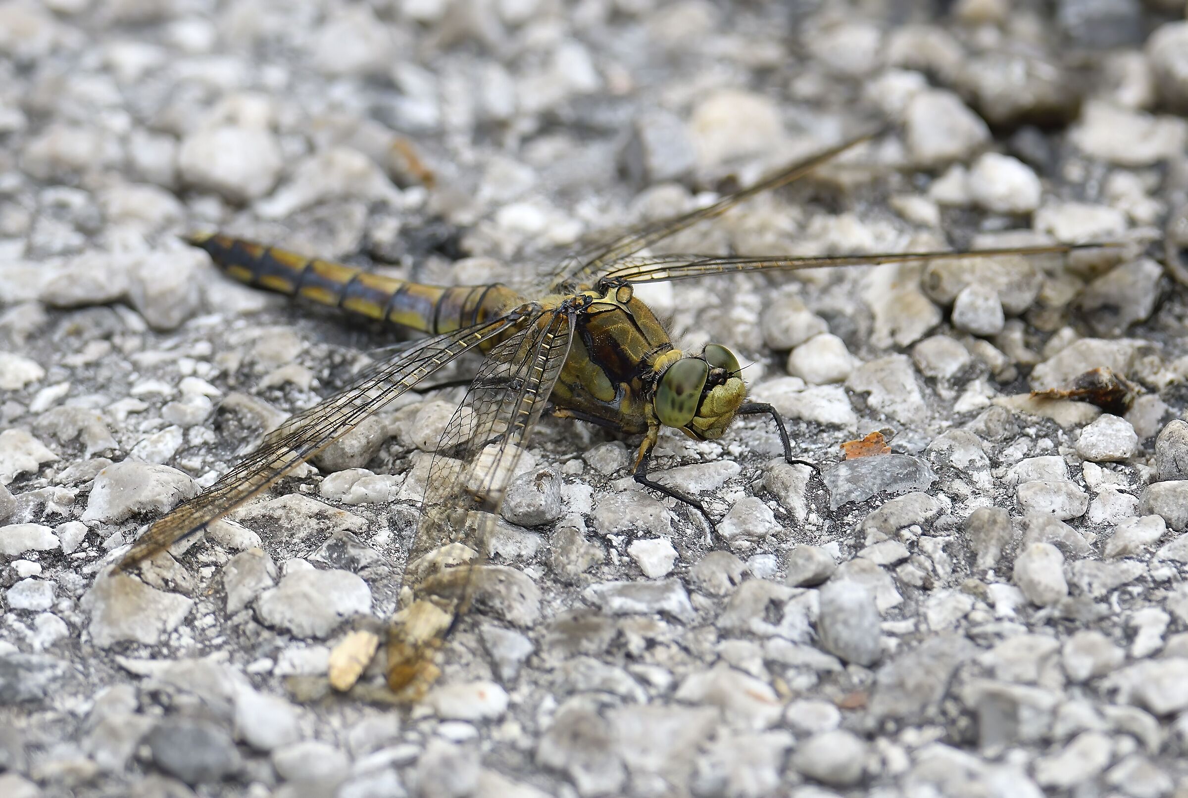 Dragonfly (unidentified, front view)...