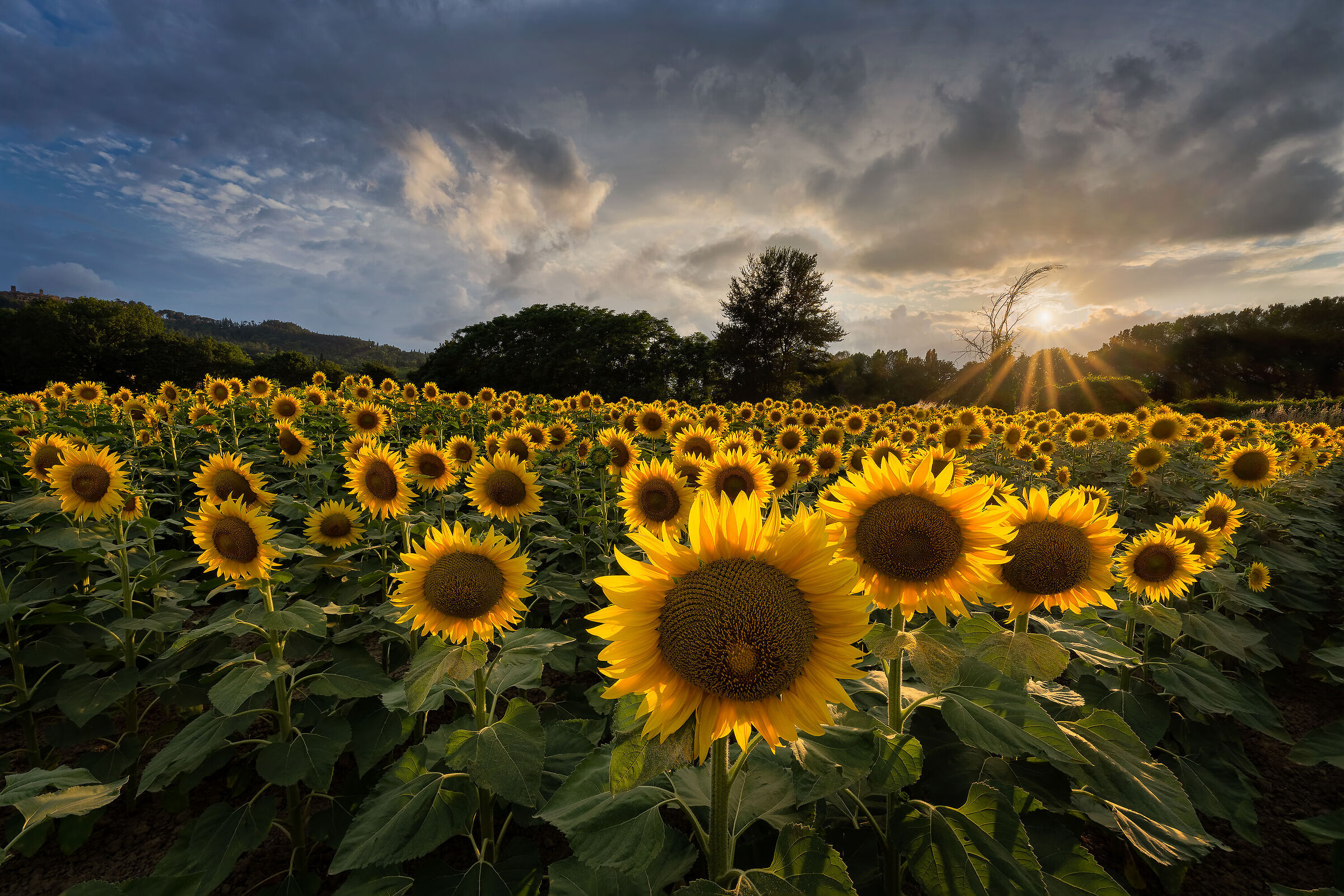 Sunflowers at sunset...
