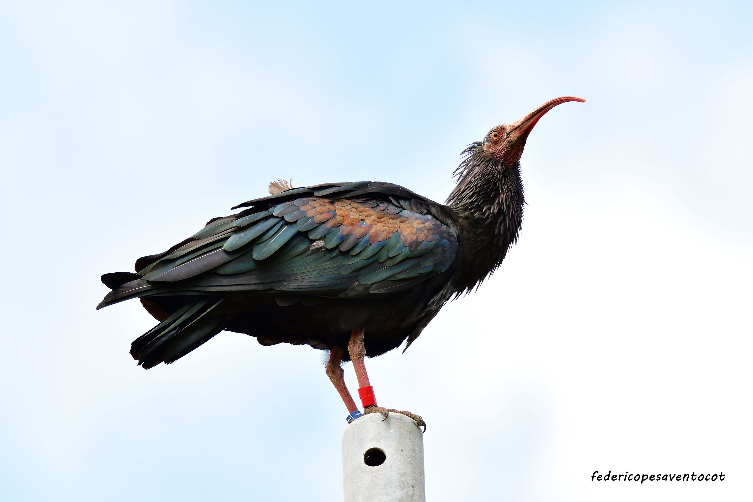 Hermit ibis ...