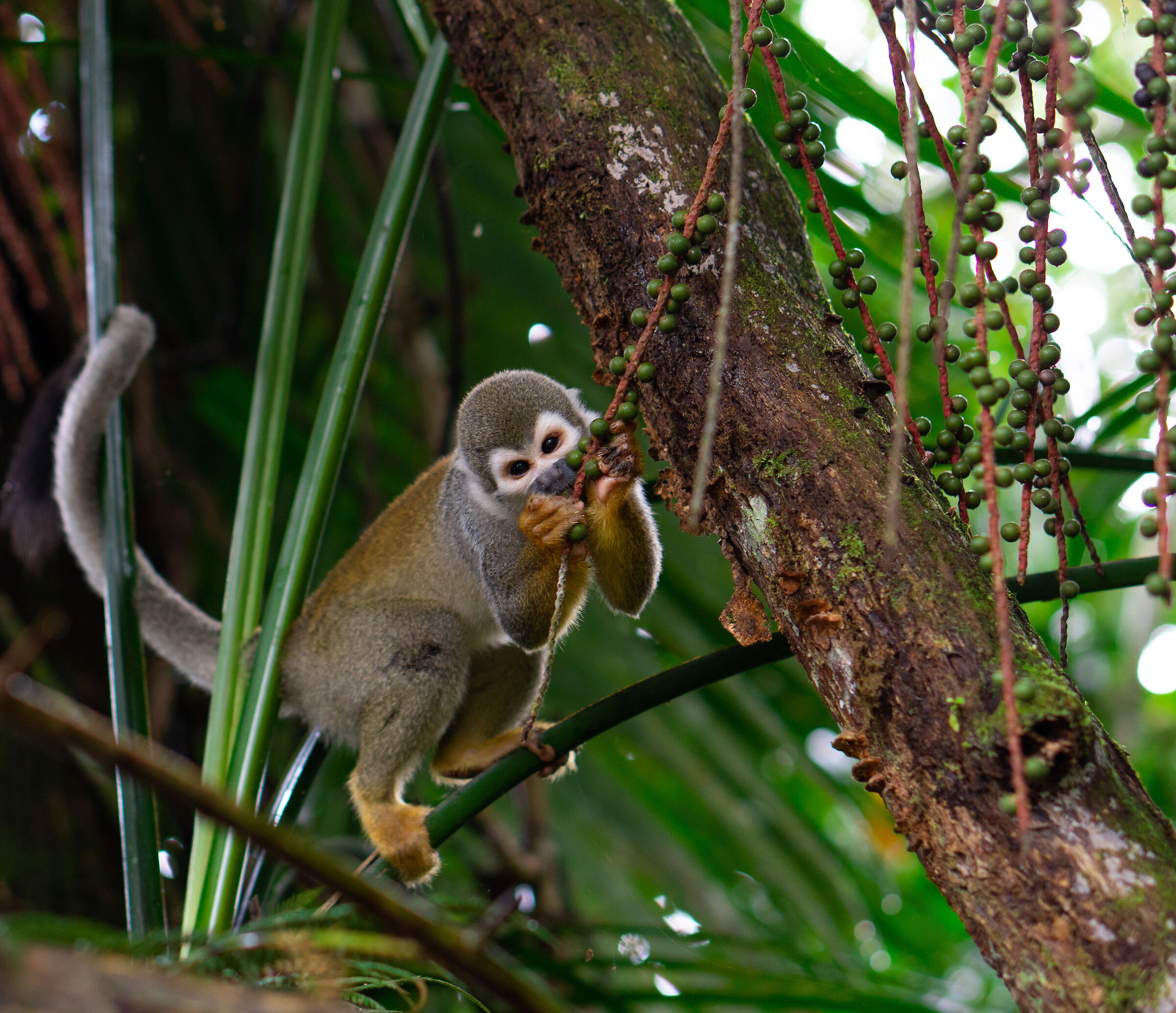 Squirrel monkey (Saimiri cassiquiarensis) Napo,Ecuador...