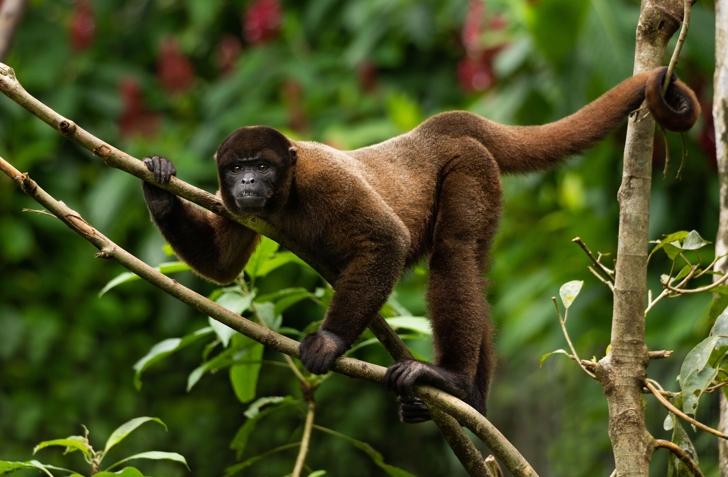 Woolly monkey (Lagothrix lagotricha), Pastaza, Ecuador...