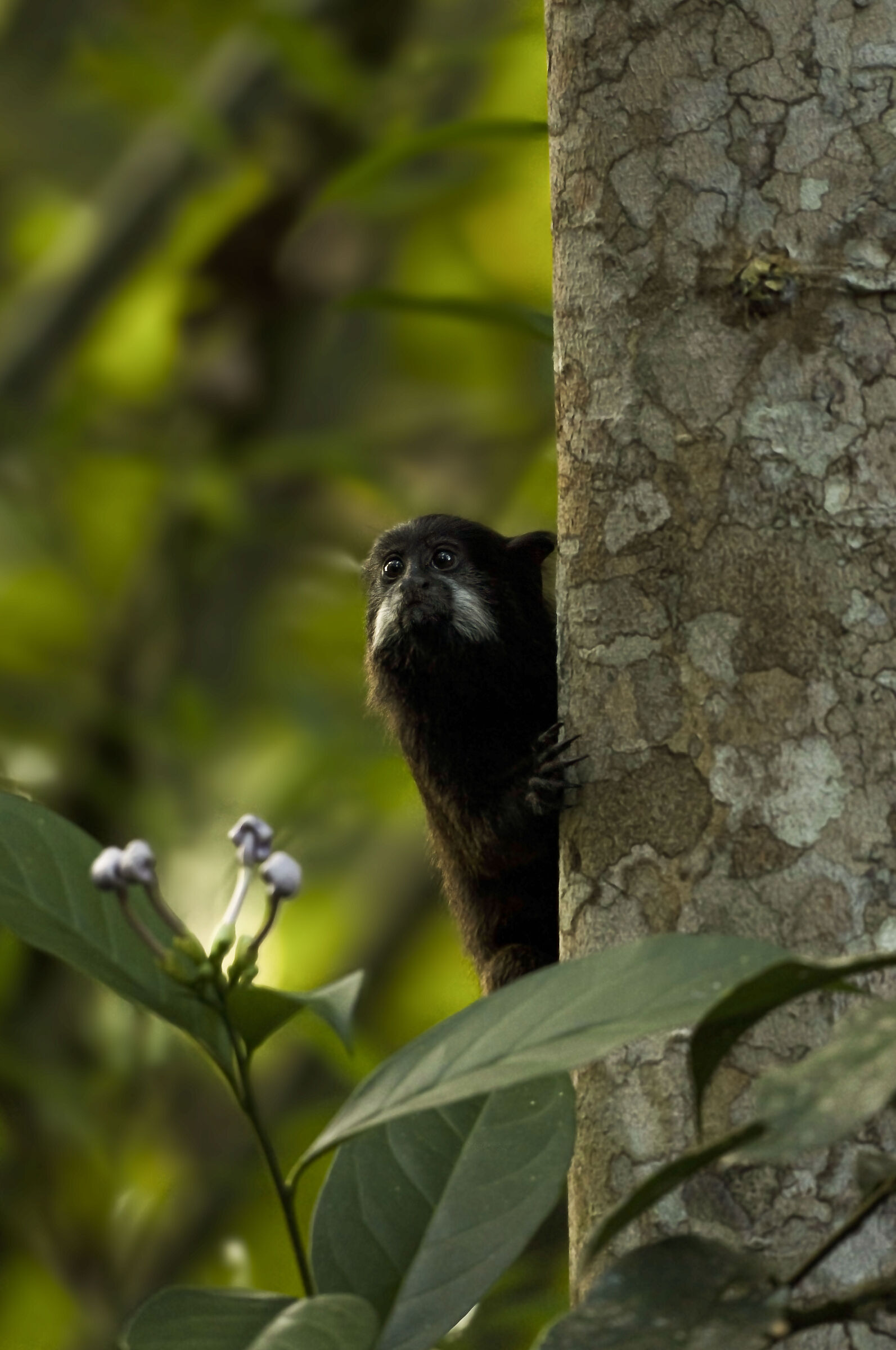Blacked mantled tamarin Napo, Ecuador...