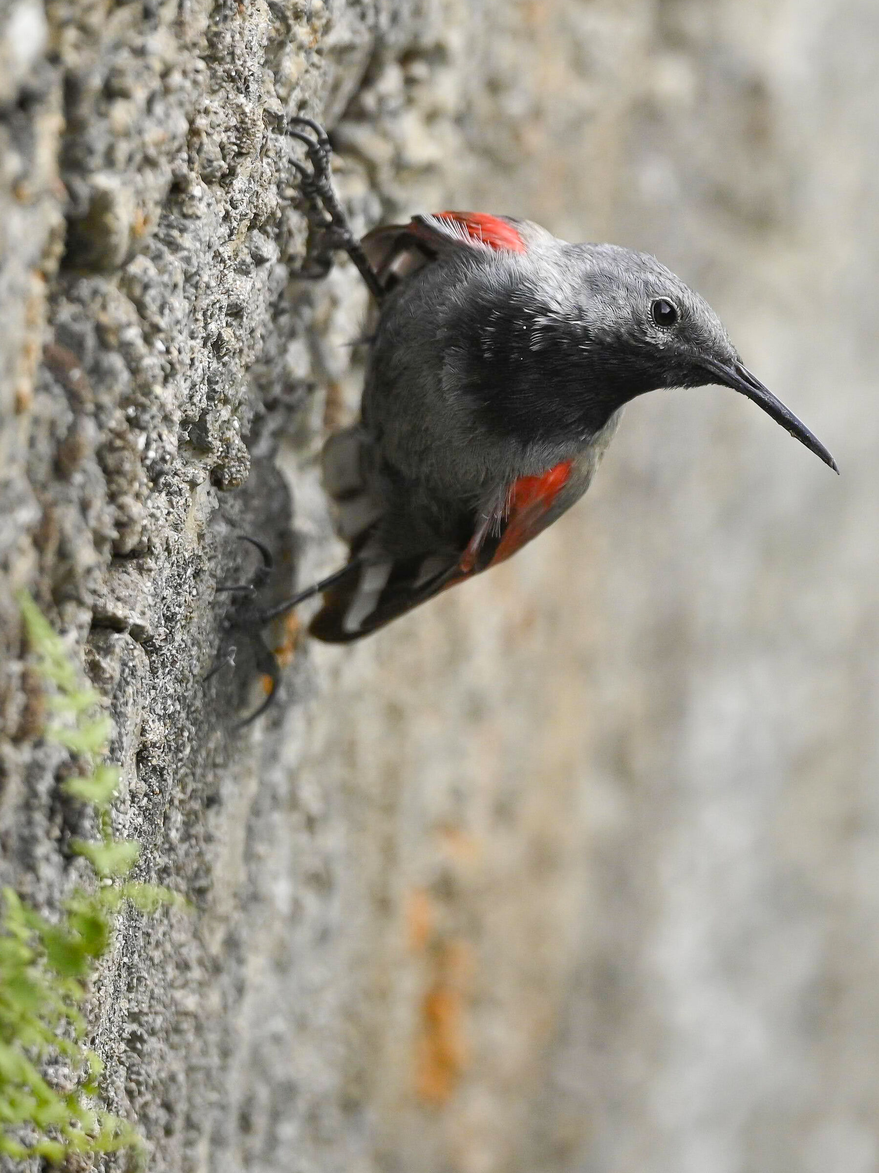 Male muraiolo woodpecker...