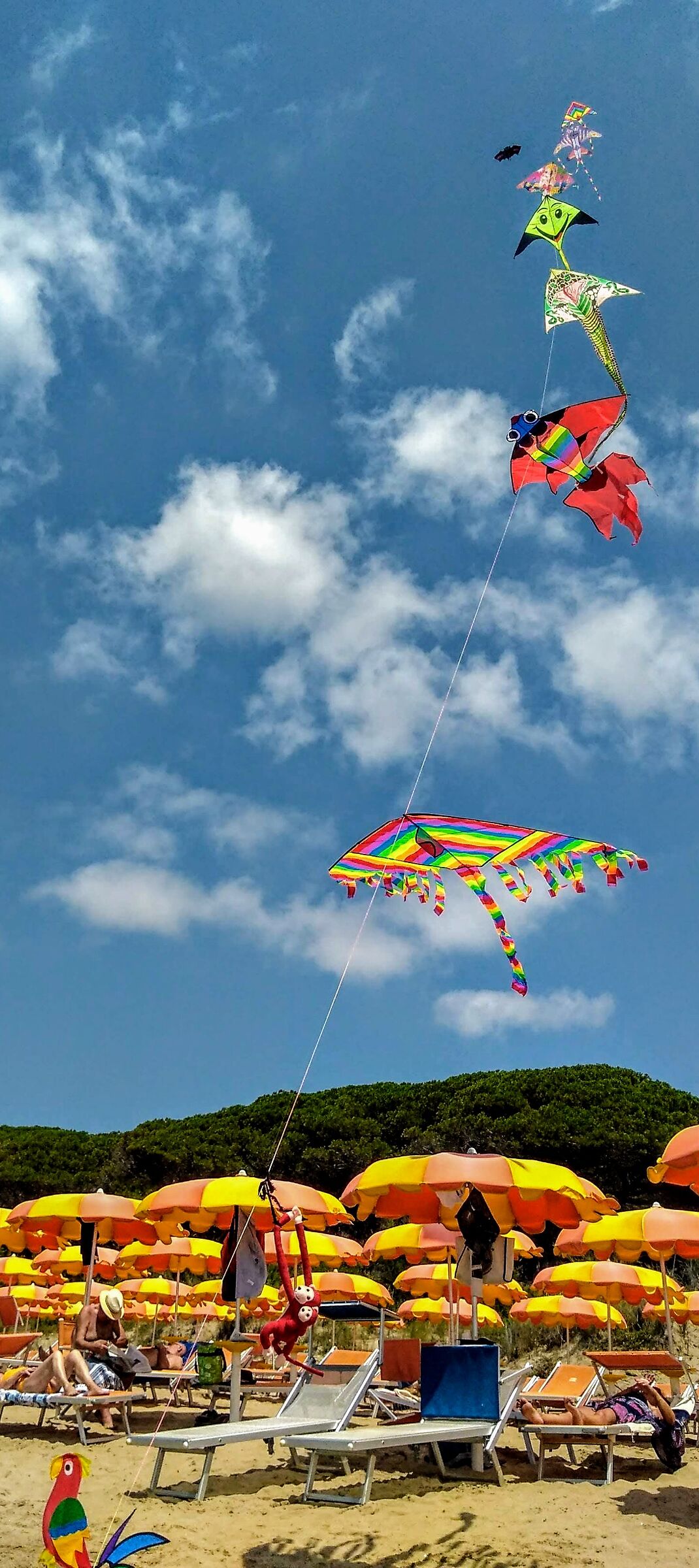 Kites in Summer...