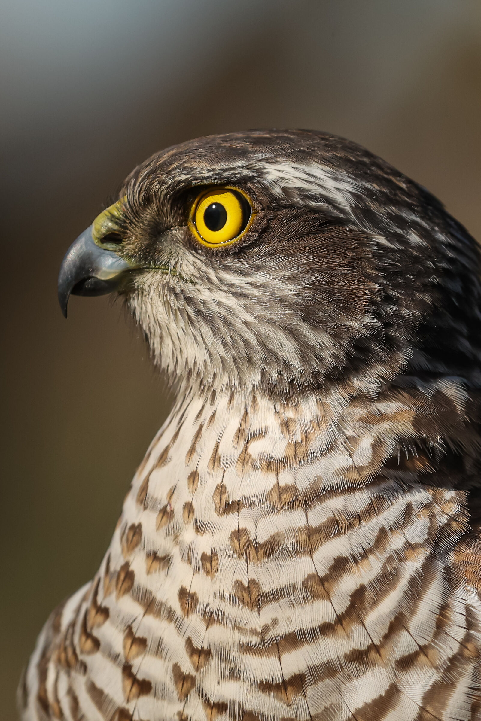 Portrait of a Sparrowhawk...