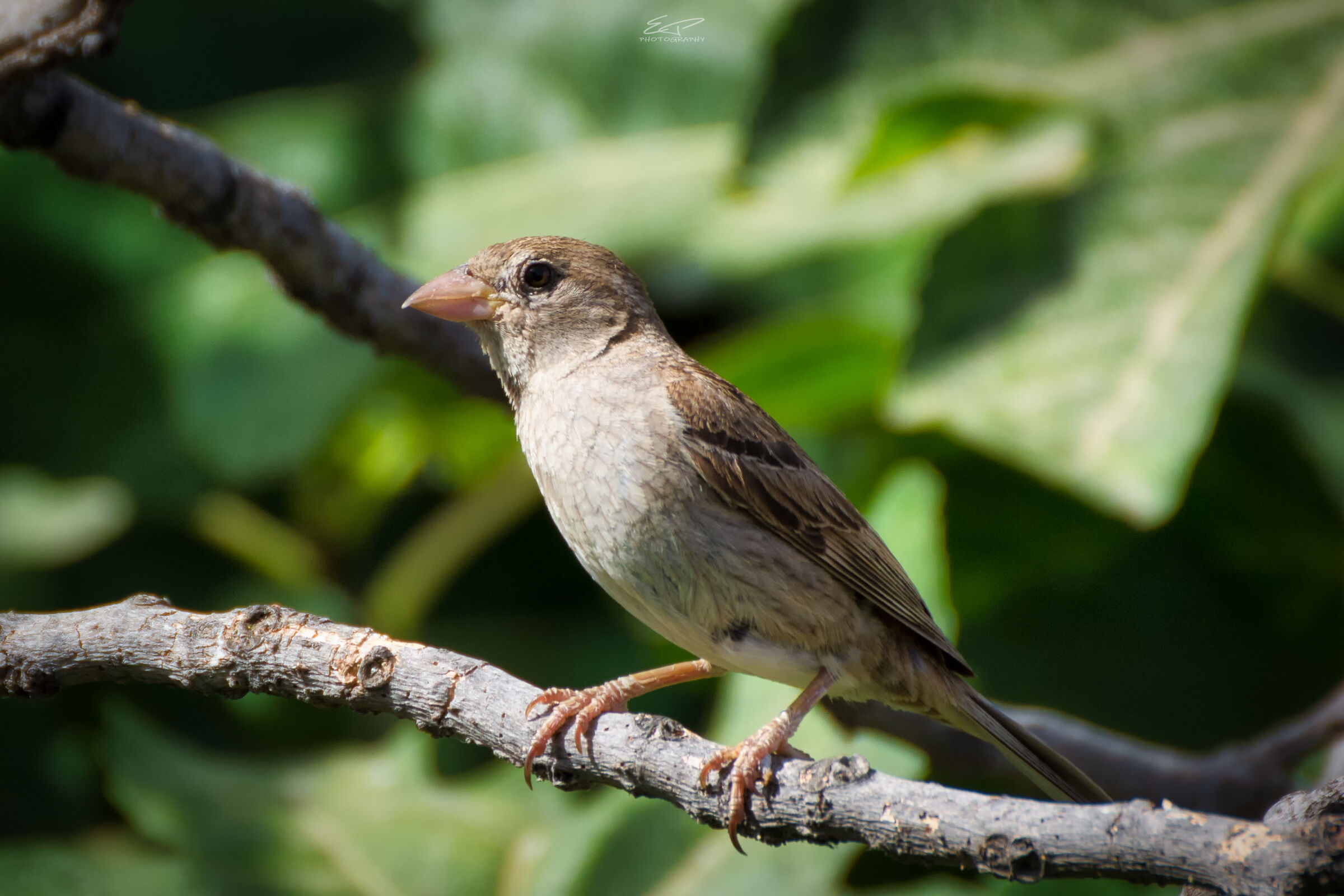Female Sparrow (?)...