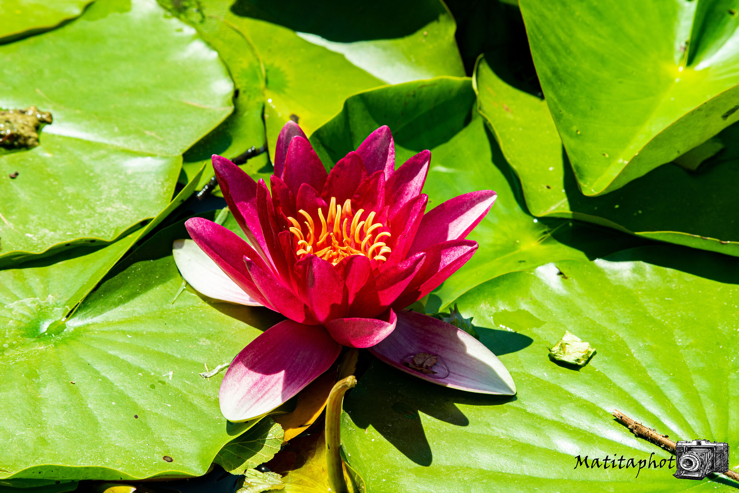Water lily in bloom...