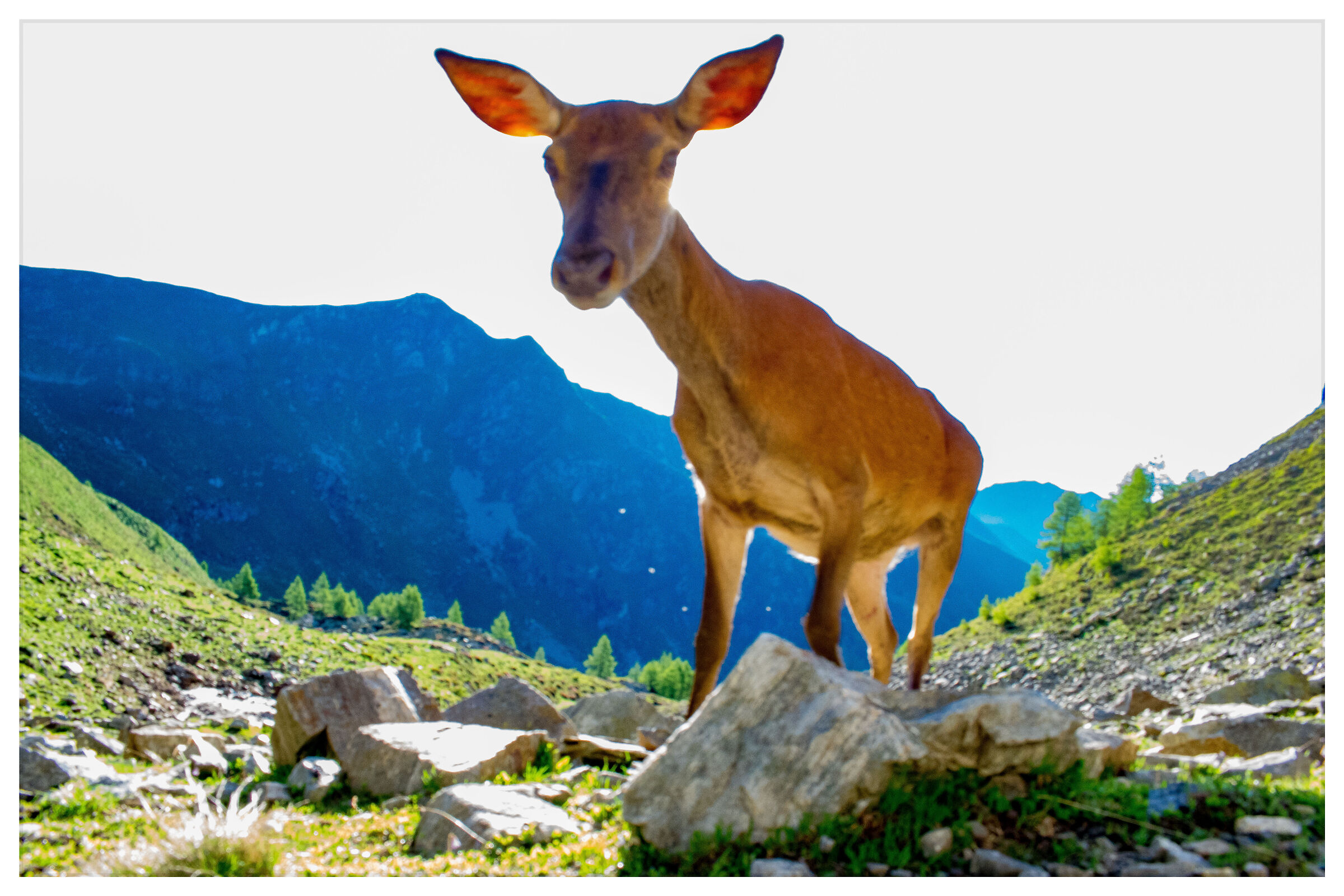 Deer on the Choline alp...